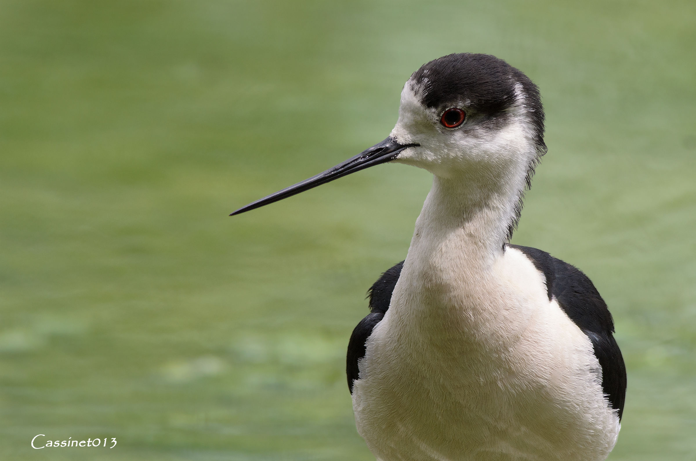 Ritratto Mezzo busto al cavaliere...