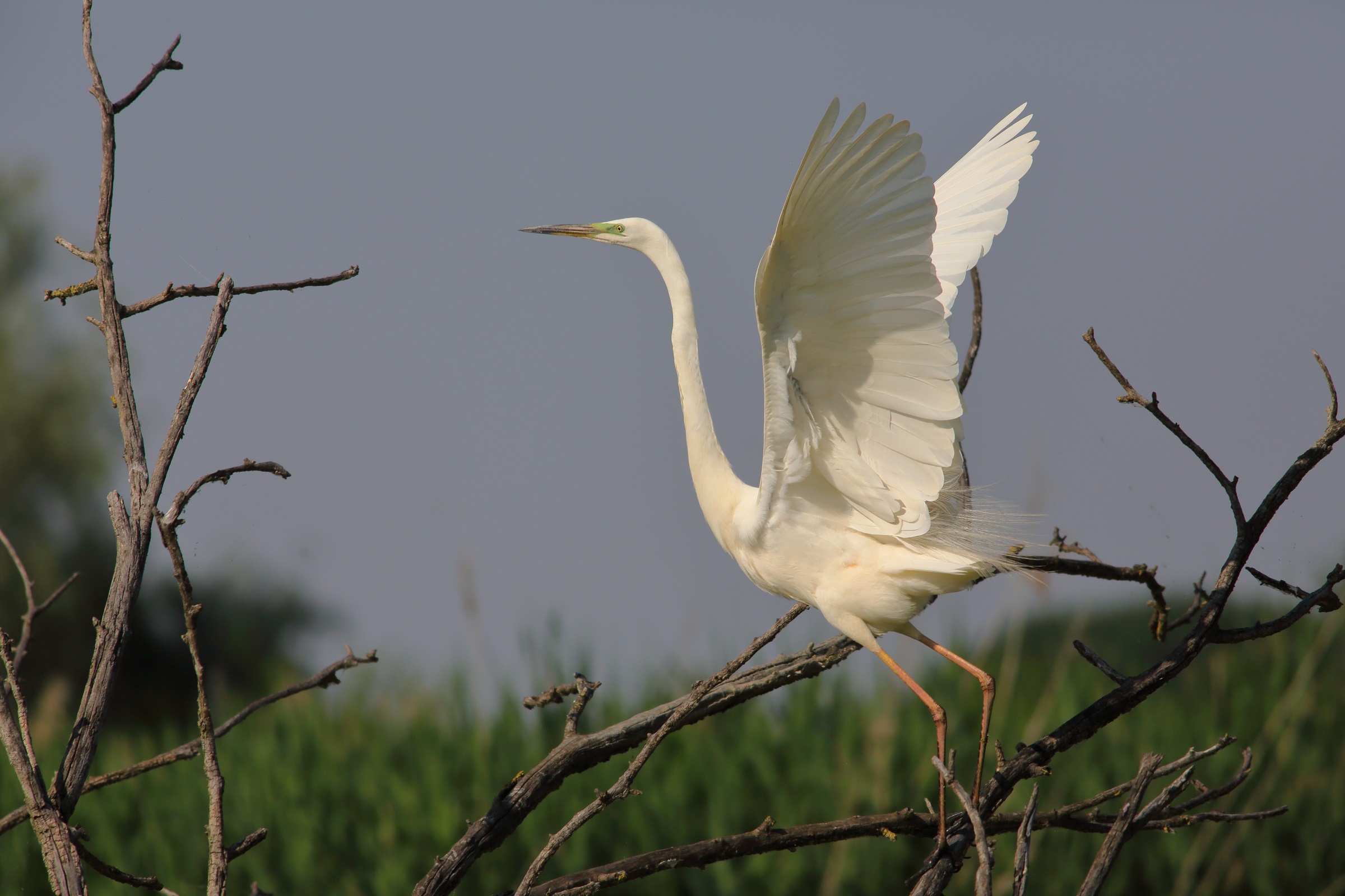 airone bianco maggiore