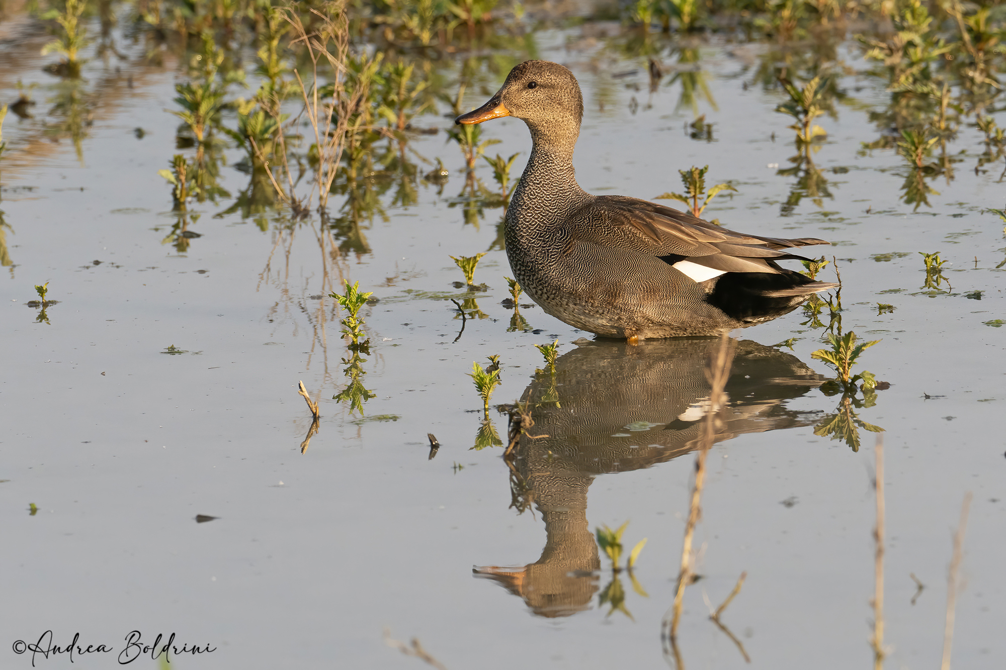 Gadwall