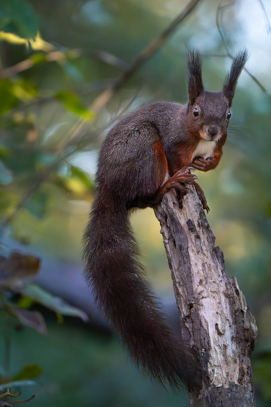 Scoiattolo sull'attenti