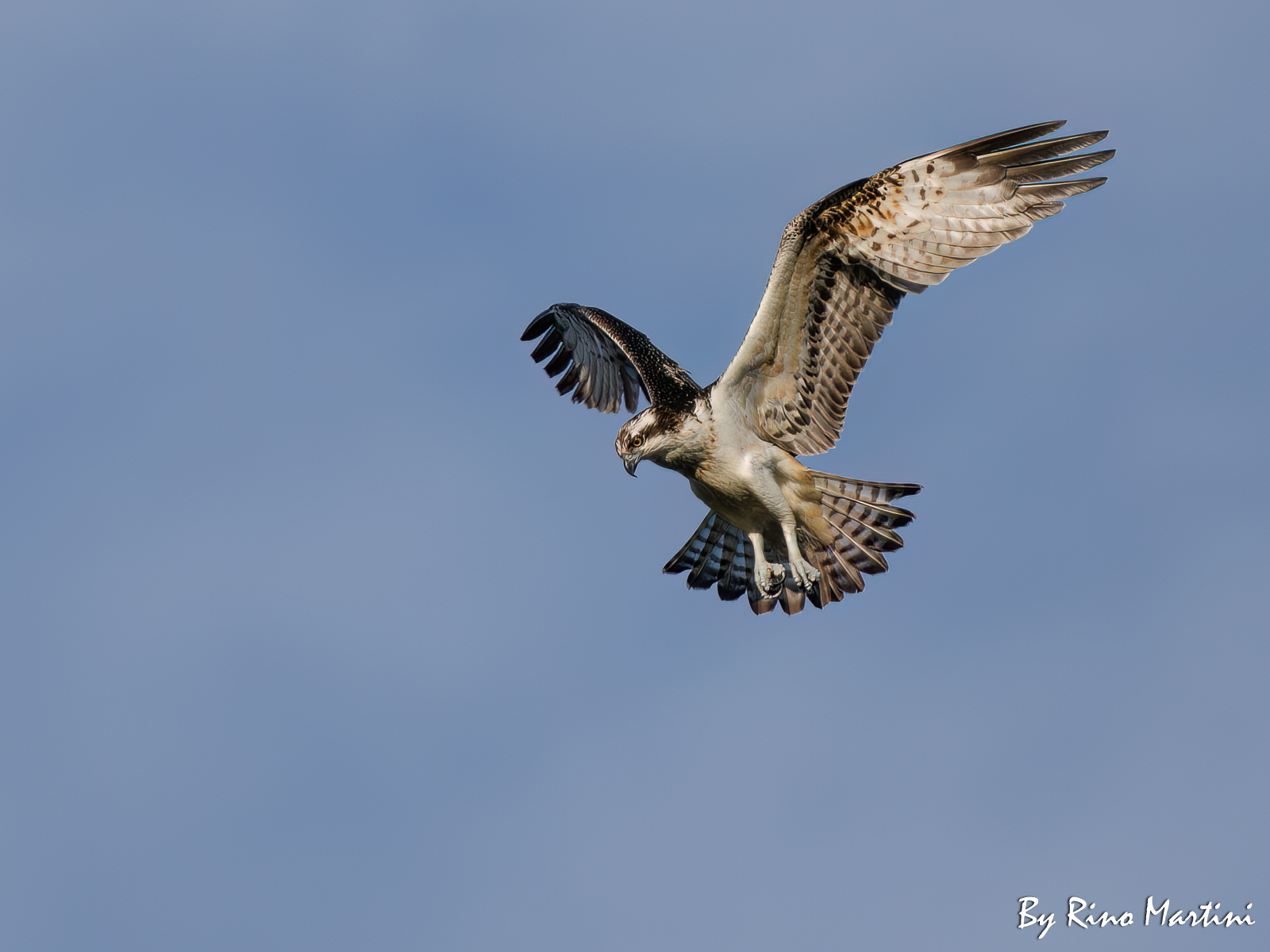 Falco Pescatore in volo alle luci del Tramonto