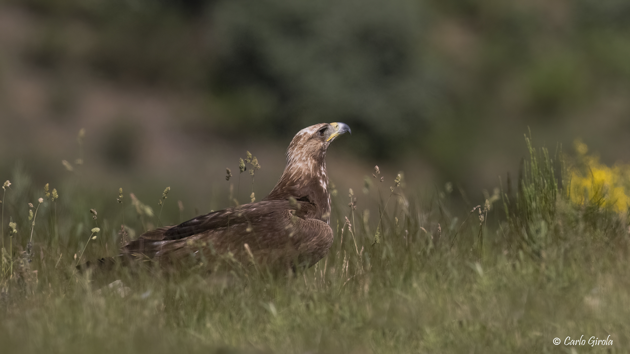 Golden eagle (Aquila chrysaetos)