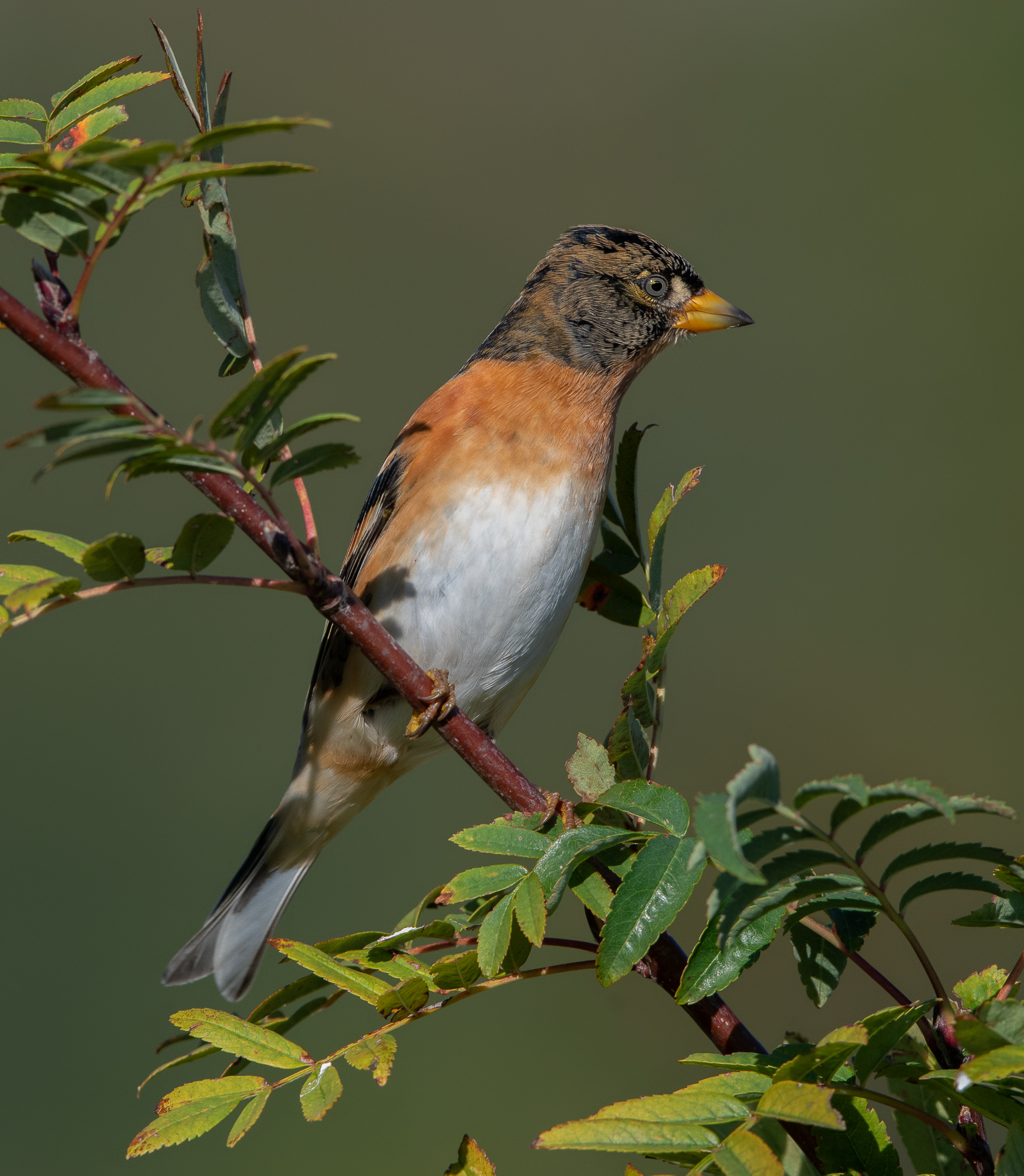 Peppola, with its colourful plumage.