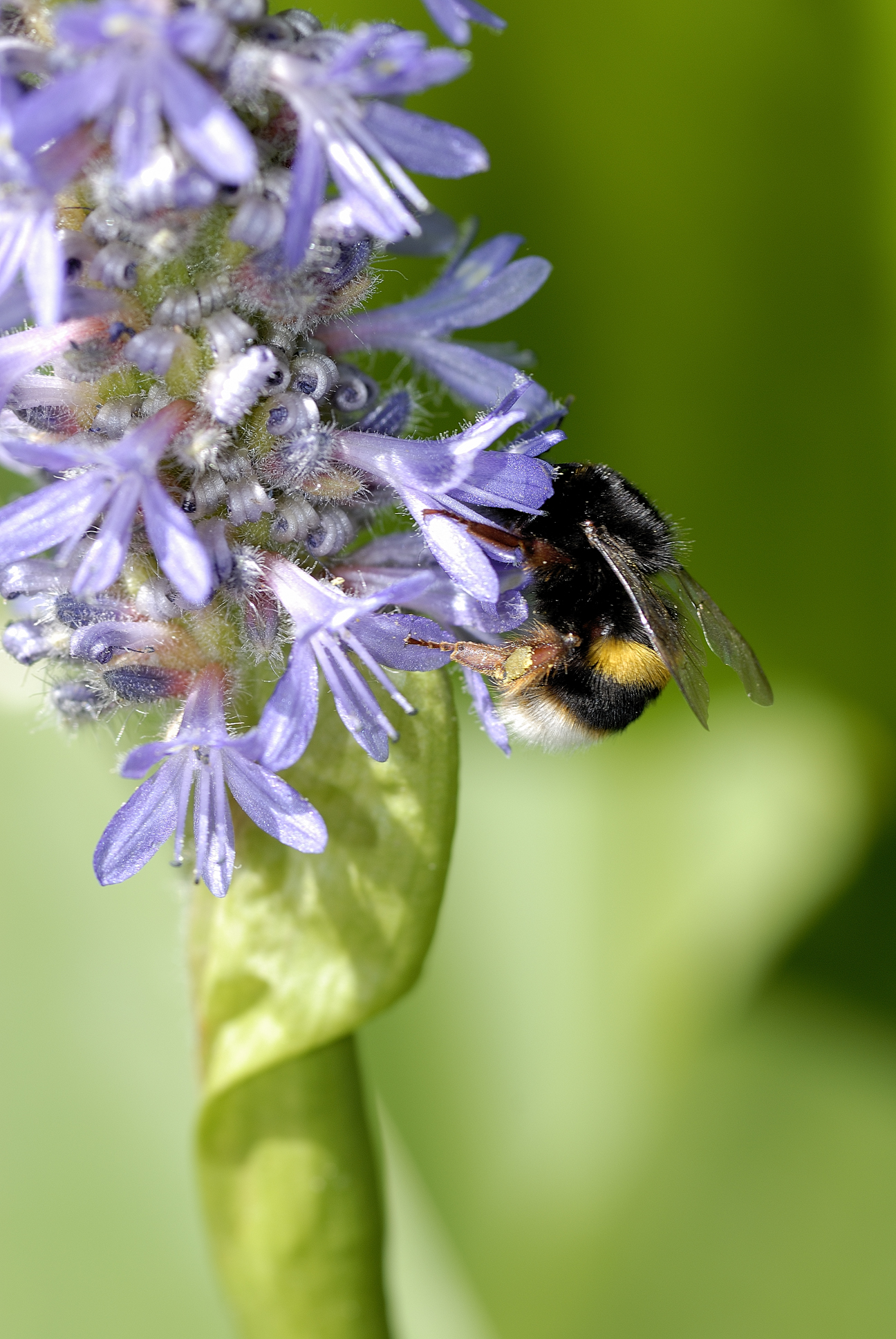 Bombus