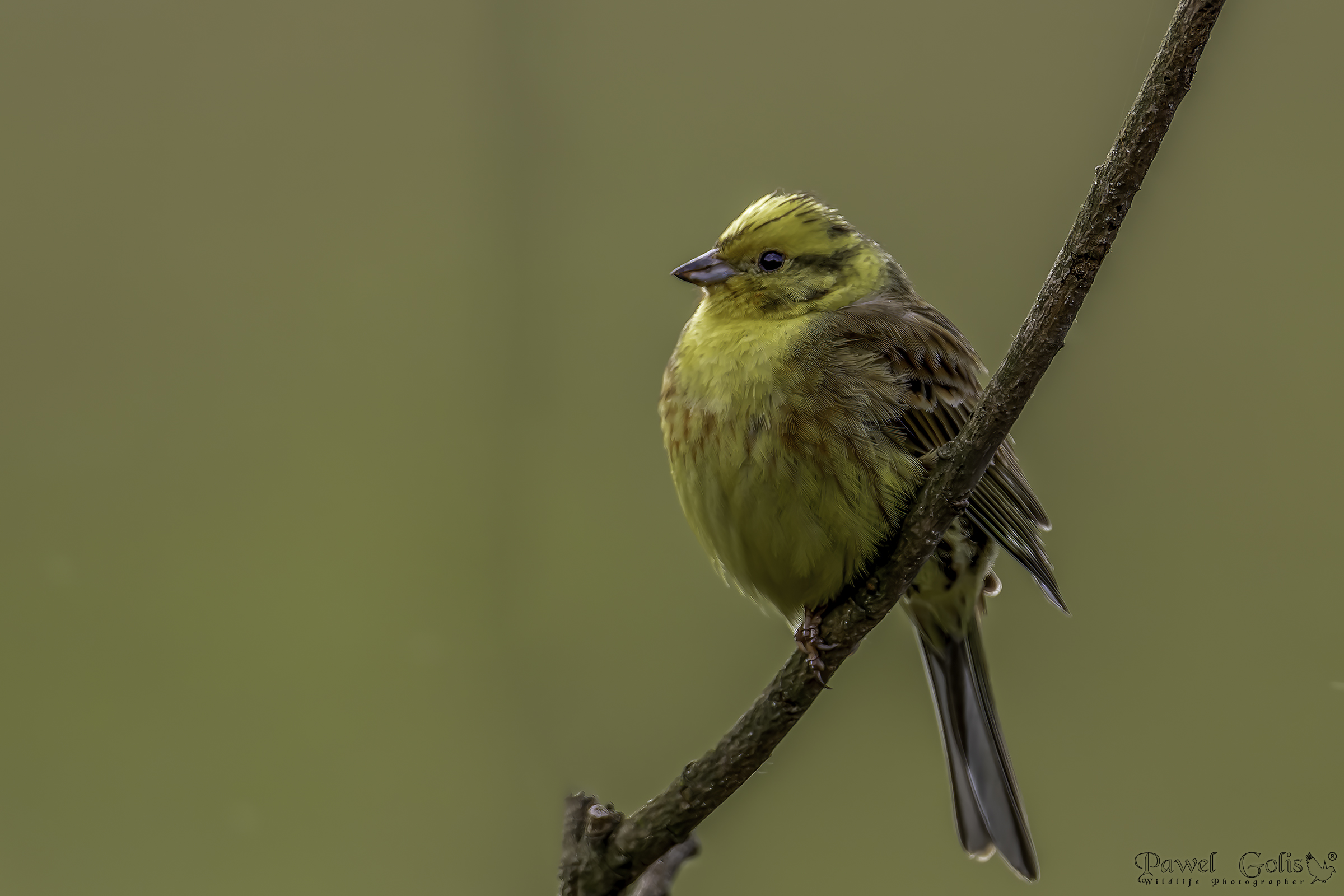 Yellowhammer (Emberiza citrinella)