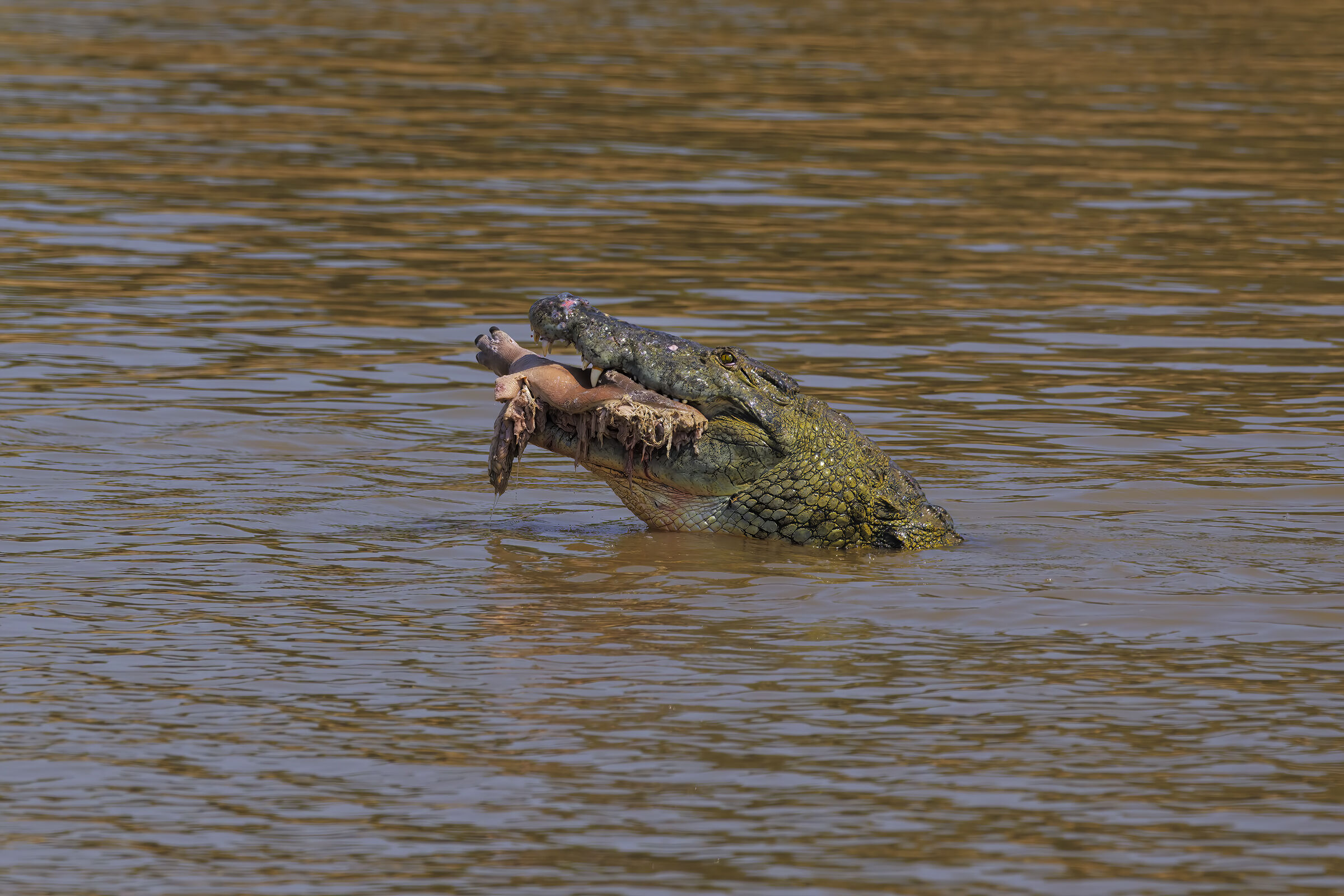 BreakFast in Luangwa