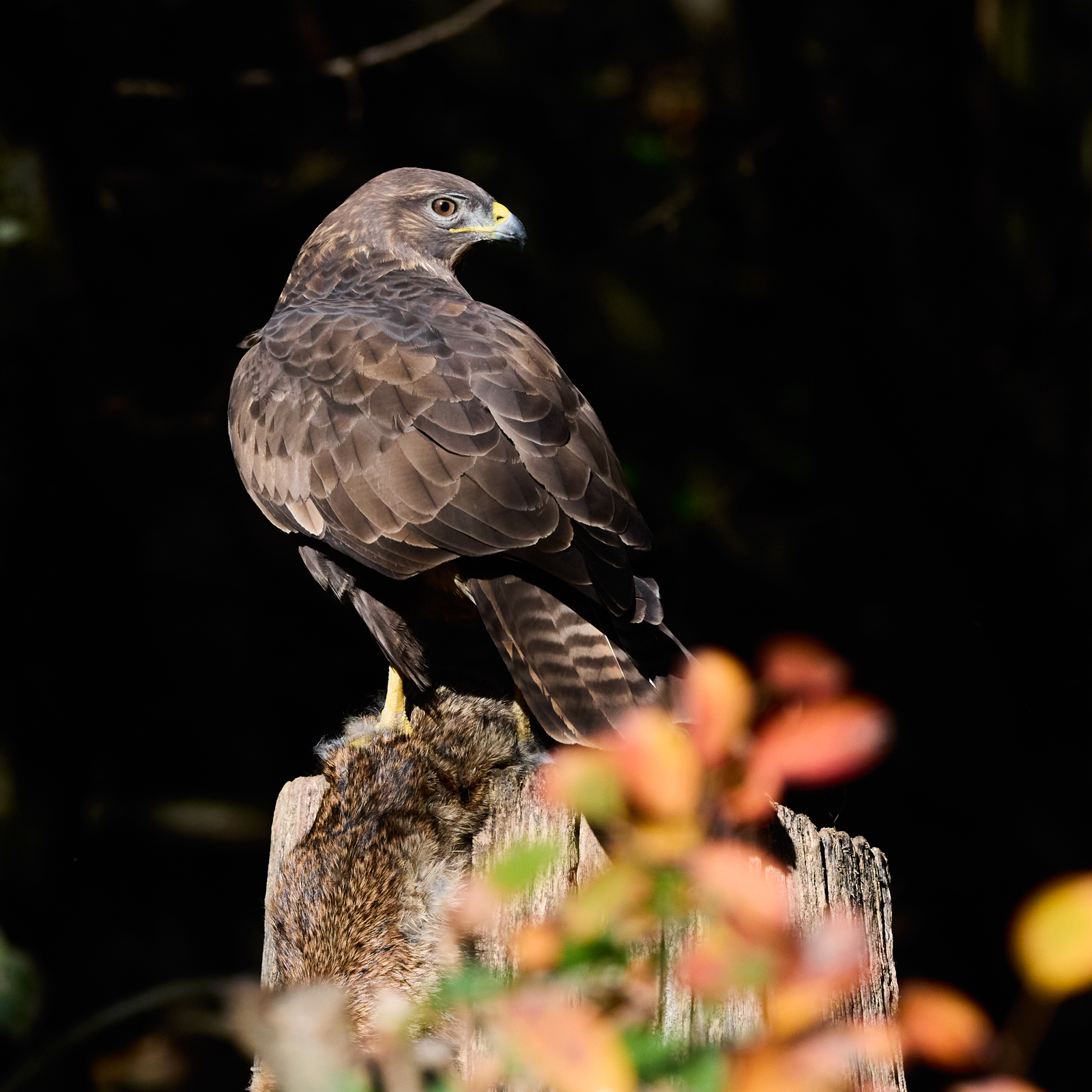 Buzzard and its prey