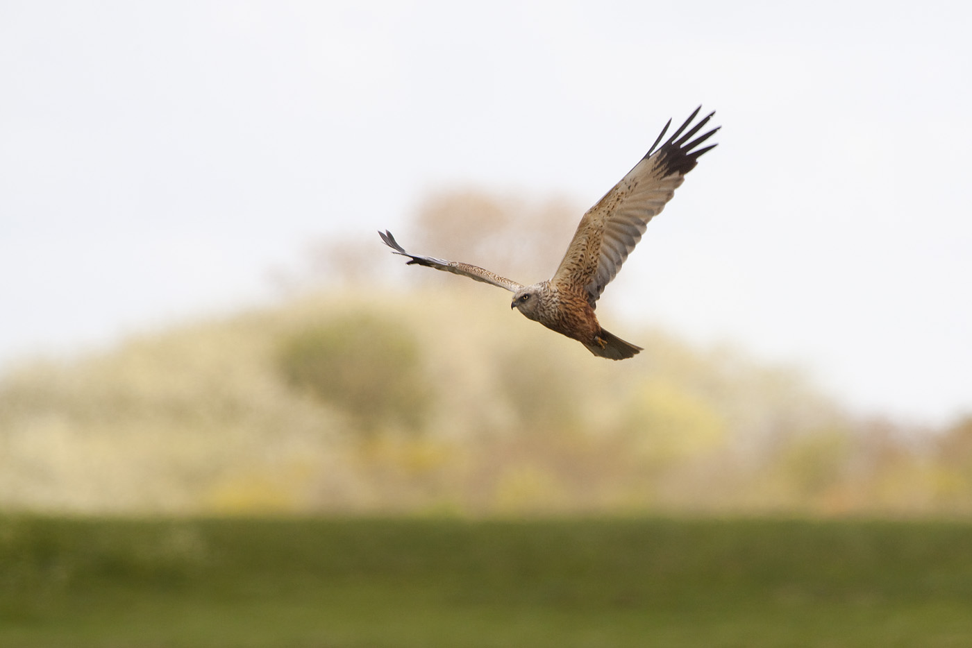 Marsh Harrier on the hunt