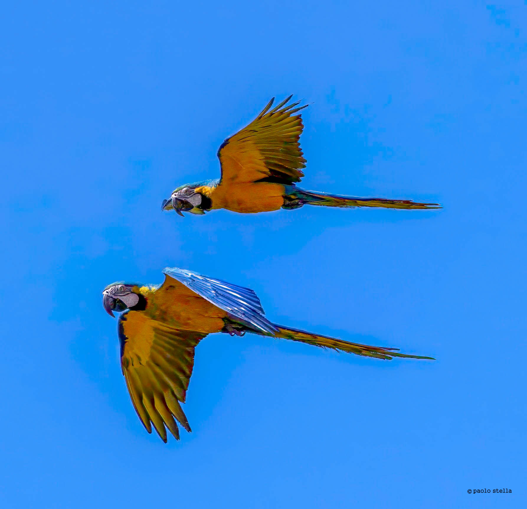 The two blue and yellow macaws