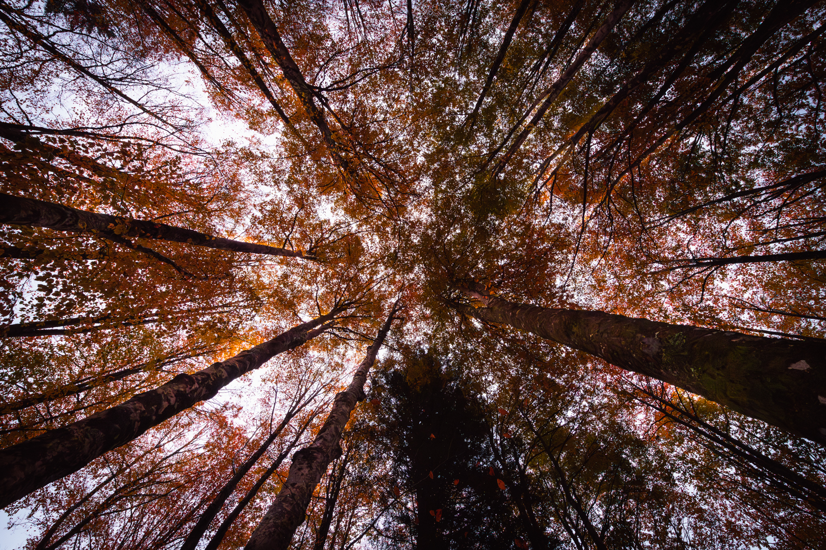 I colori dell'autunno