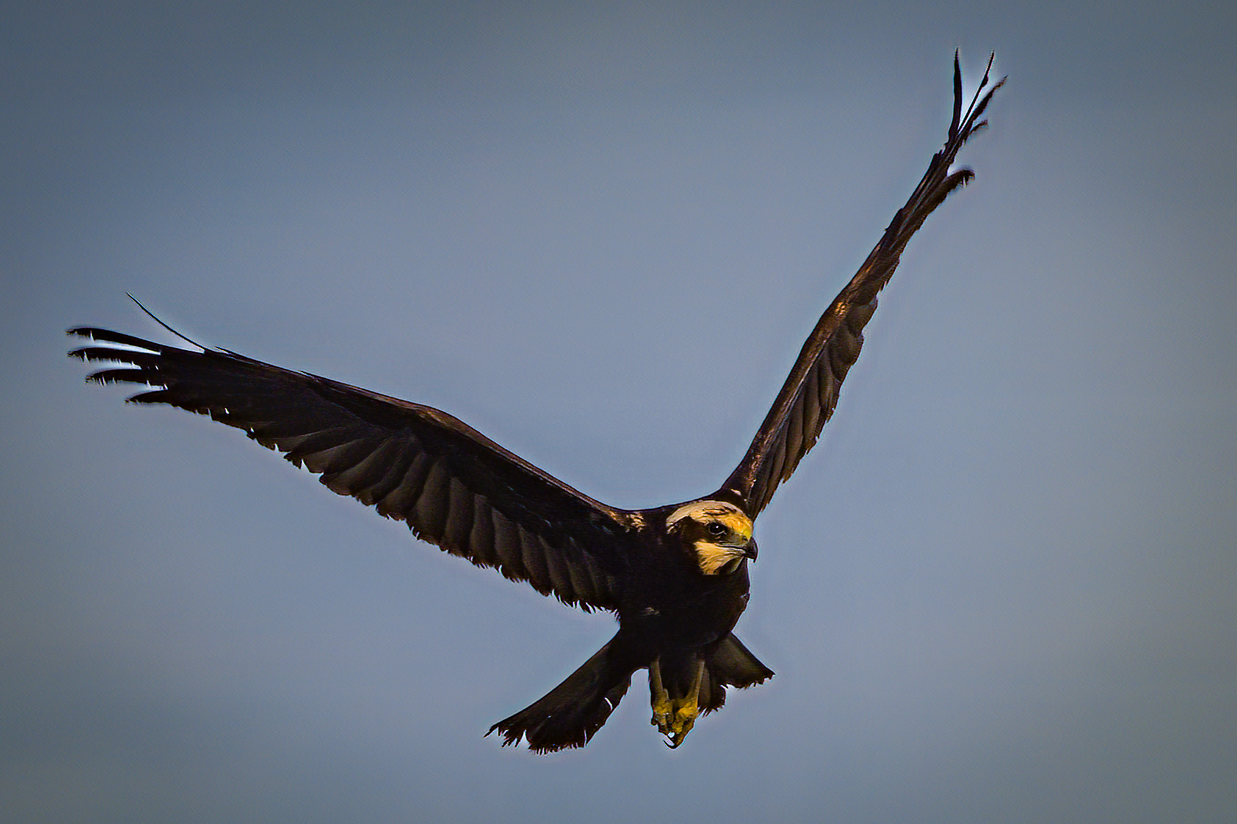 Marsh Harrier