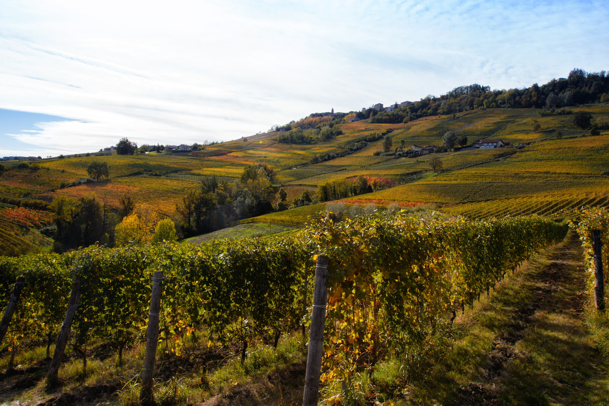 Foliage 2023: a macchia di leopardo #1