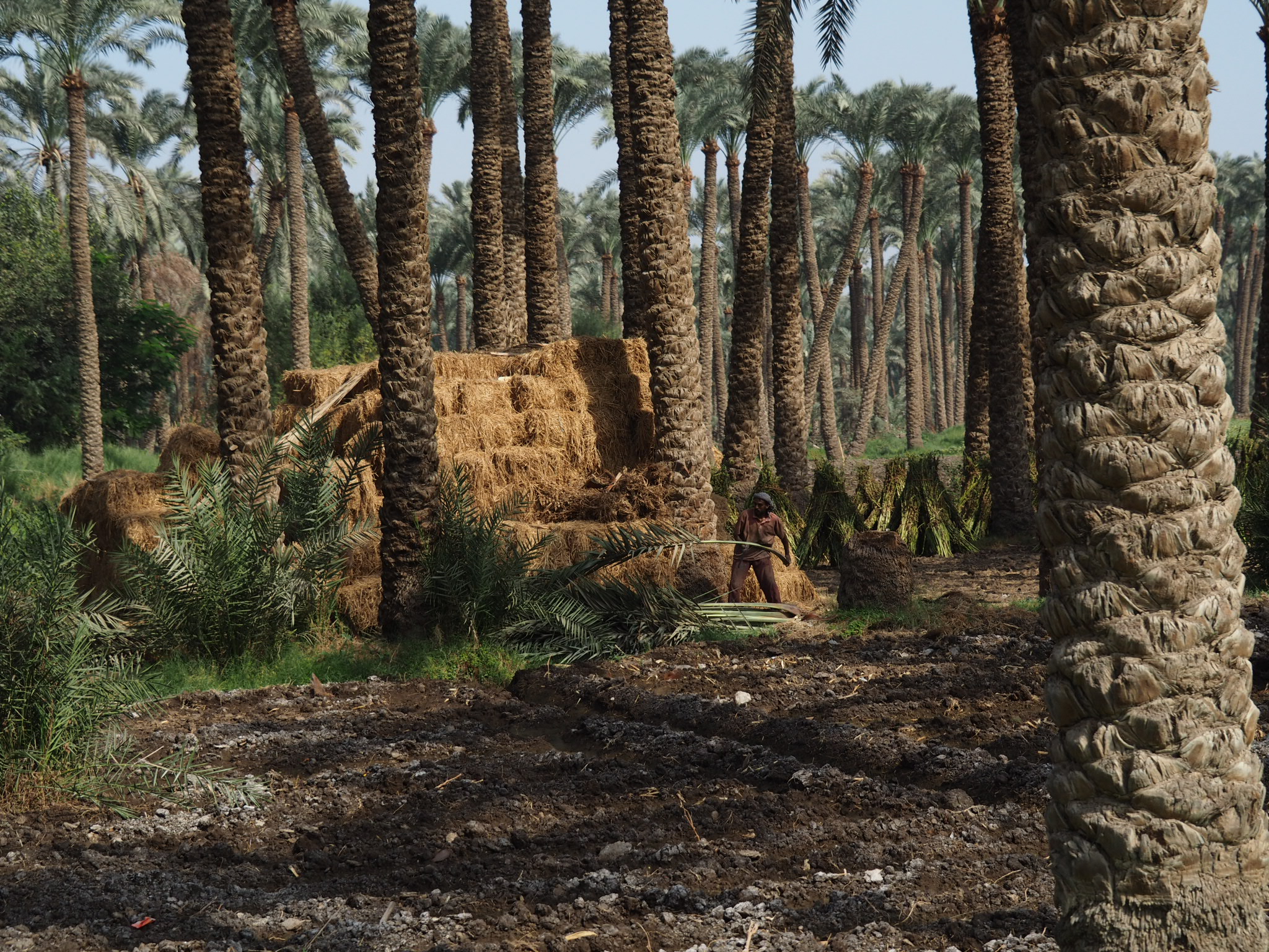 Rural Giza's countryside