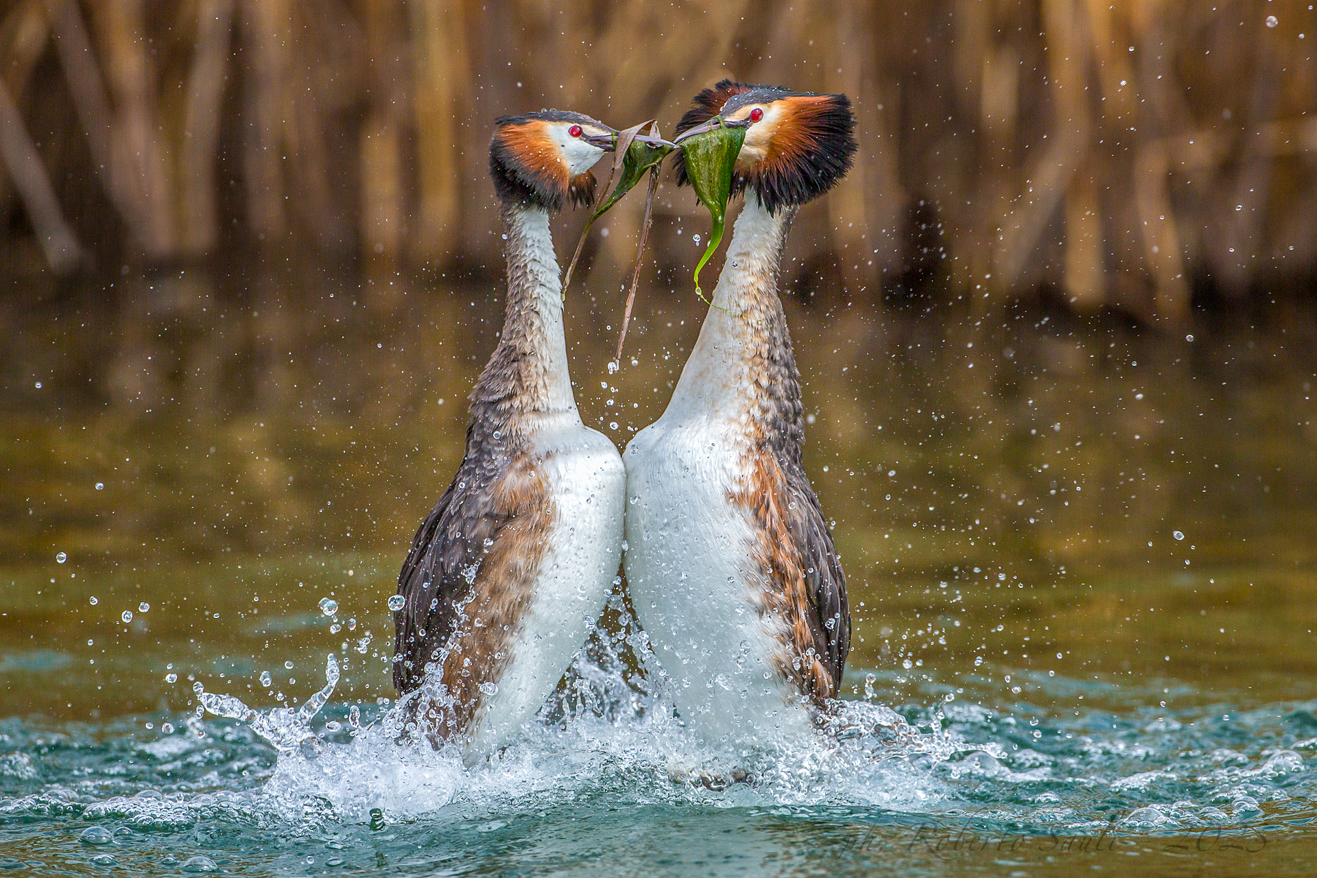 Svasso maggiore - Corteggiamento