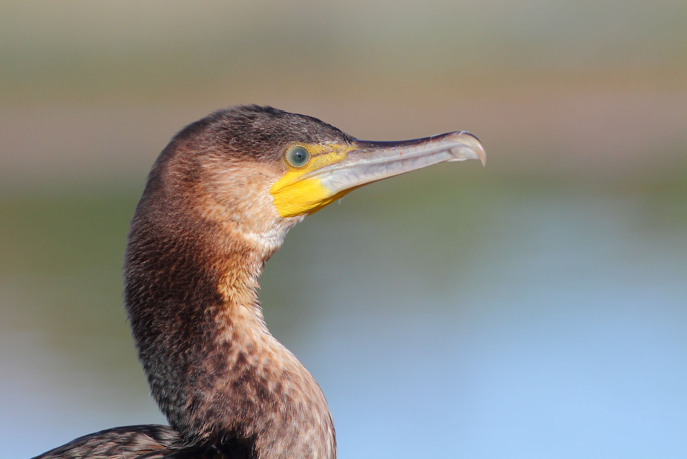 Cormorano