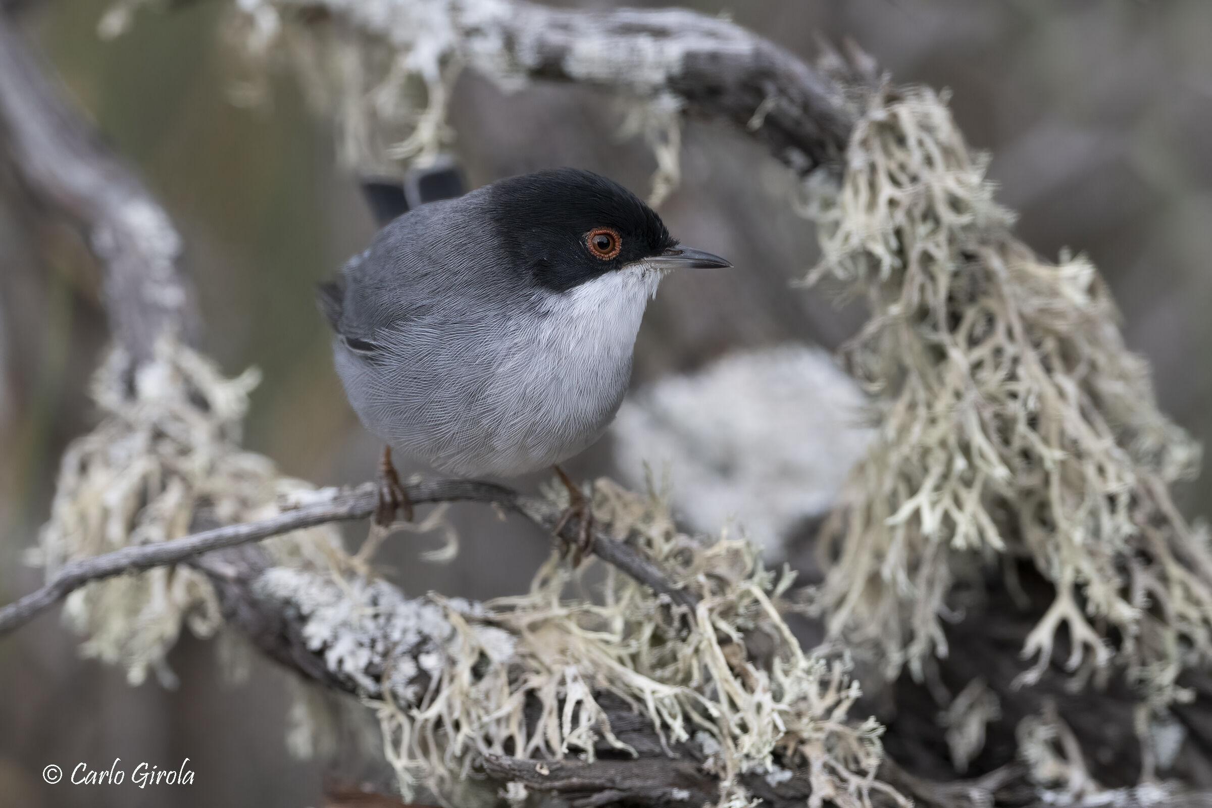 Occhiocotto (Sylvia melanocephala)