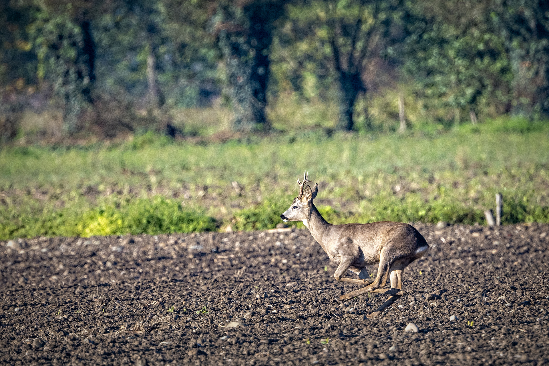 Roe deer (male)