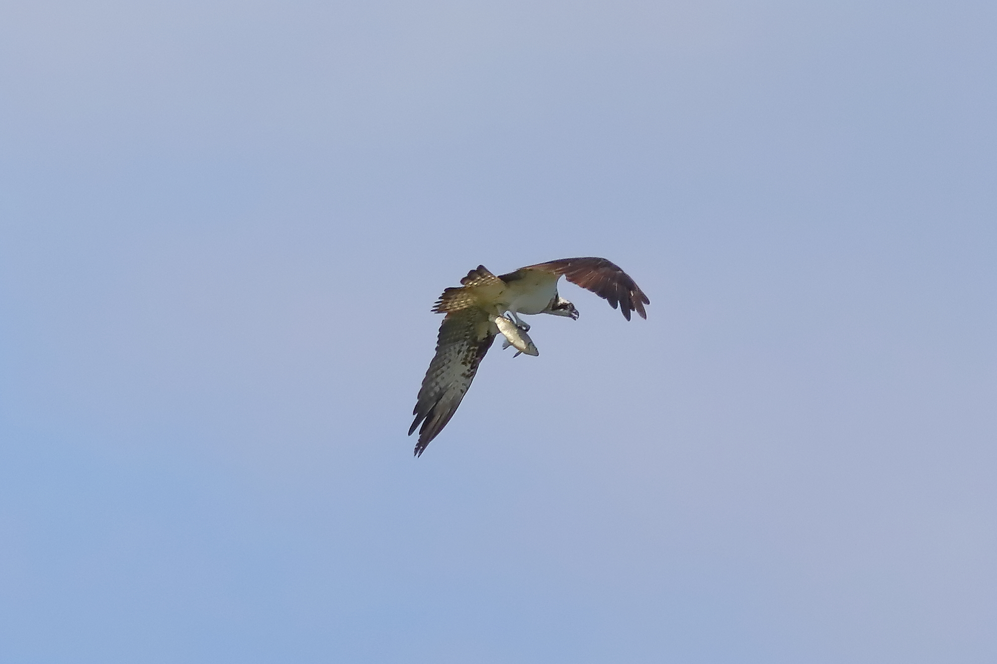 Osprey 01-09-2023