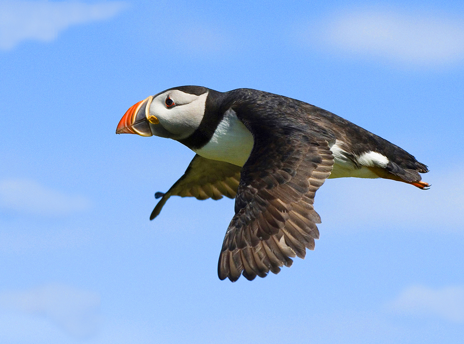 Puffin