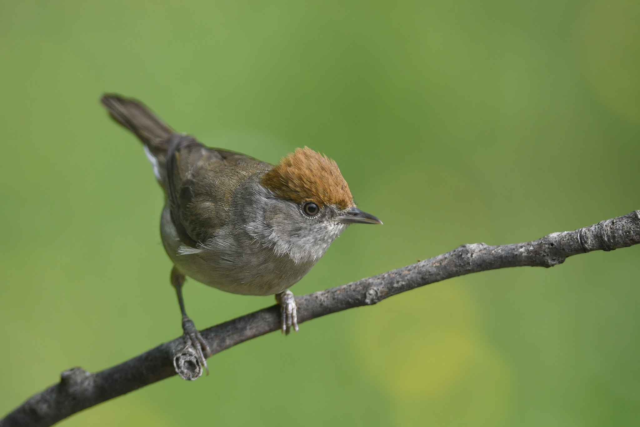 Blackcap, a cunning little bird.