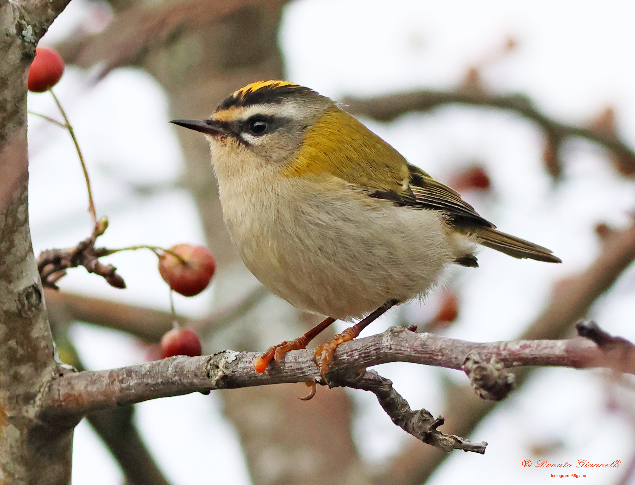 Firecrest