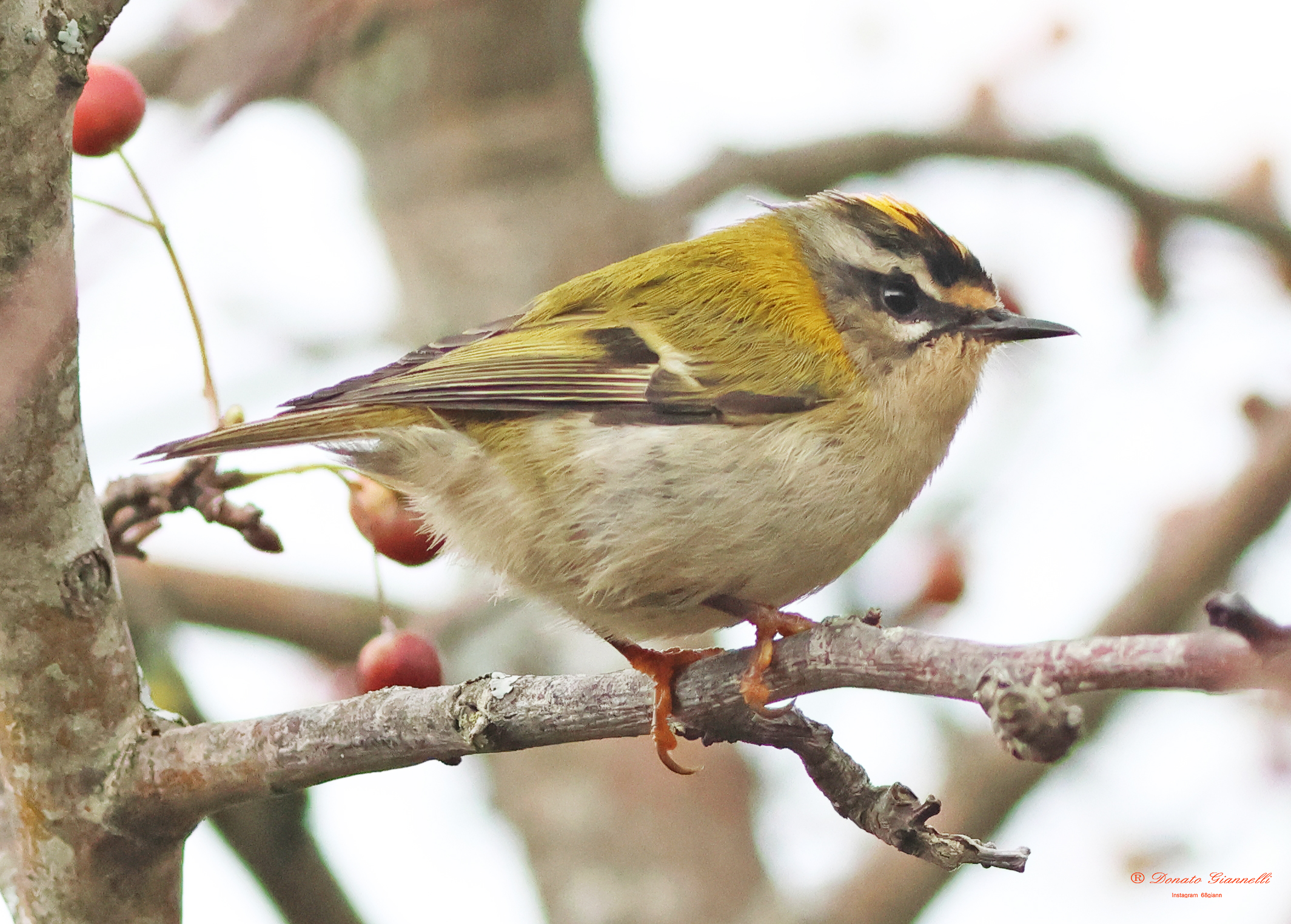 Firecrest