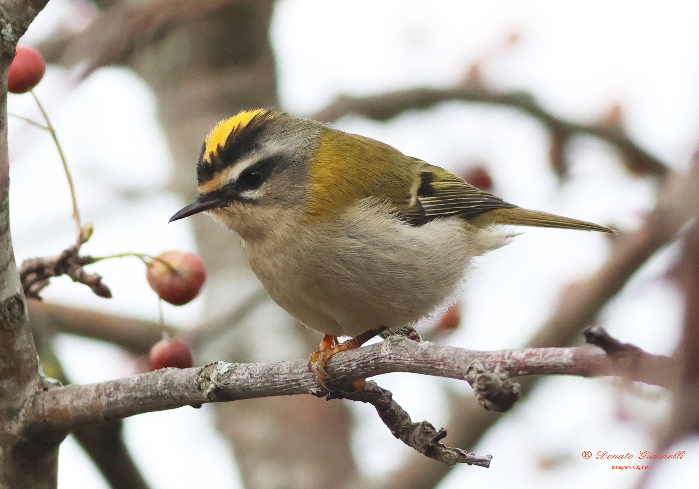 Firecrest