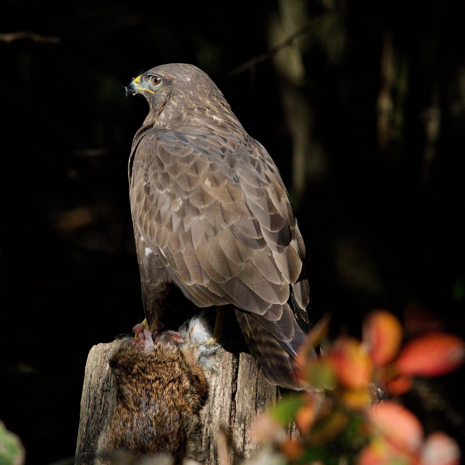 Buzzard and its prey