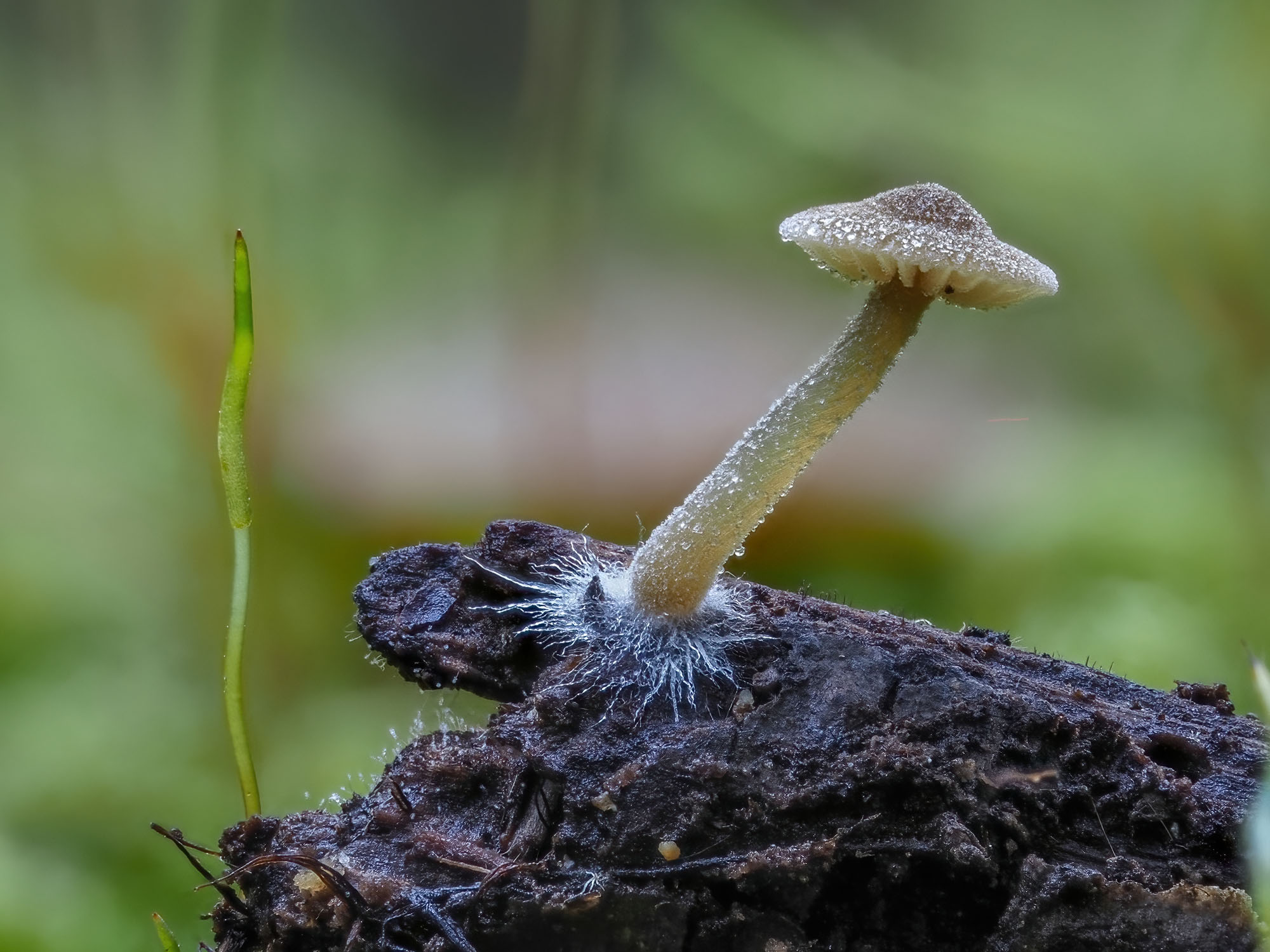 Mycena sp.