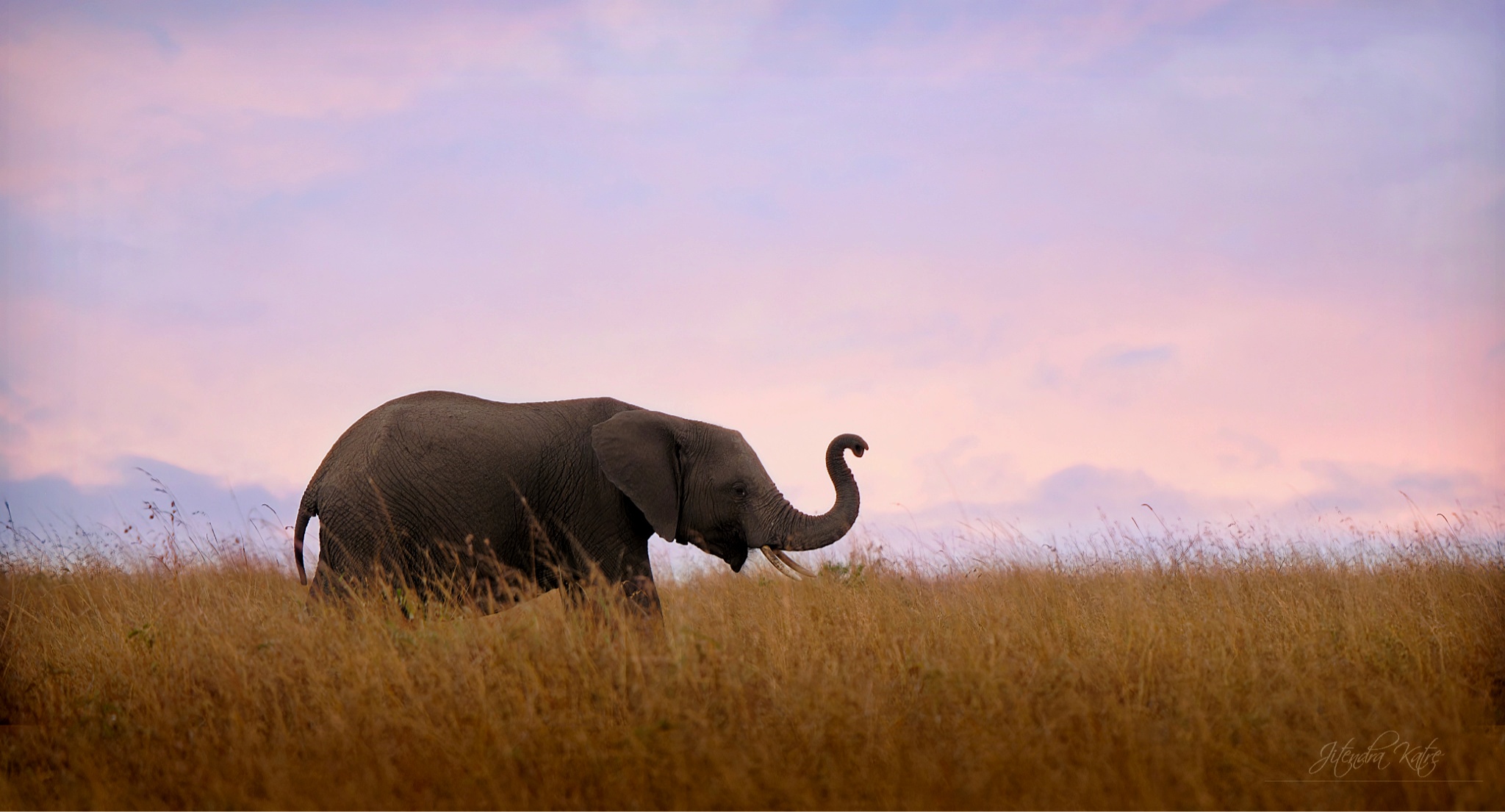 Un elefante al tramonto