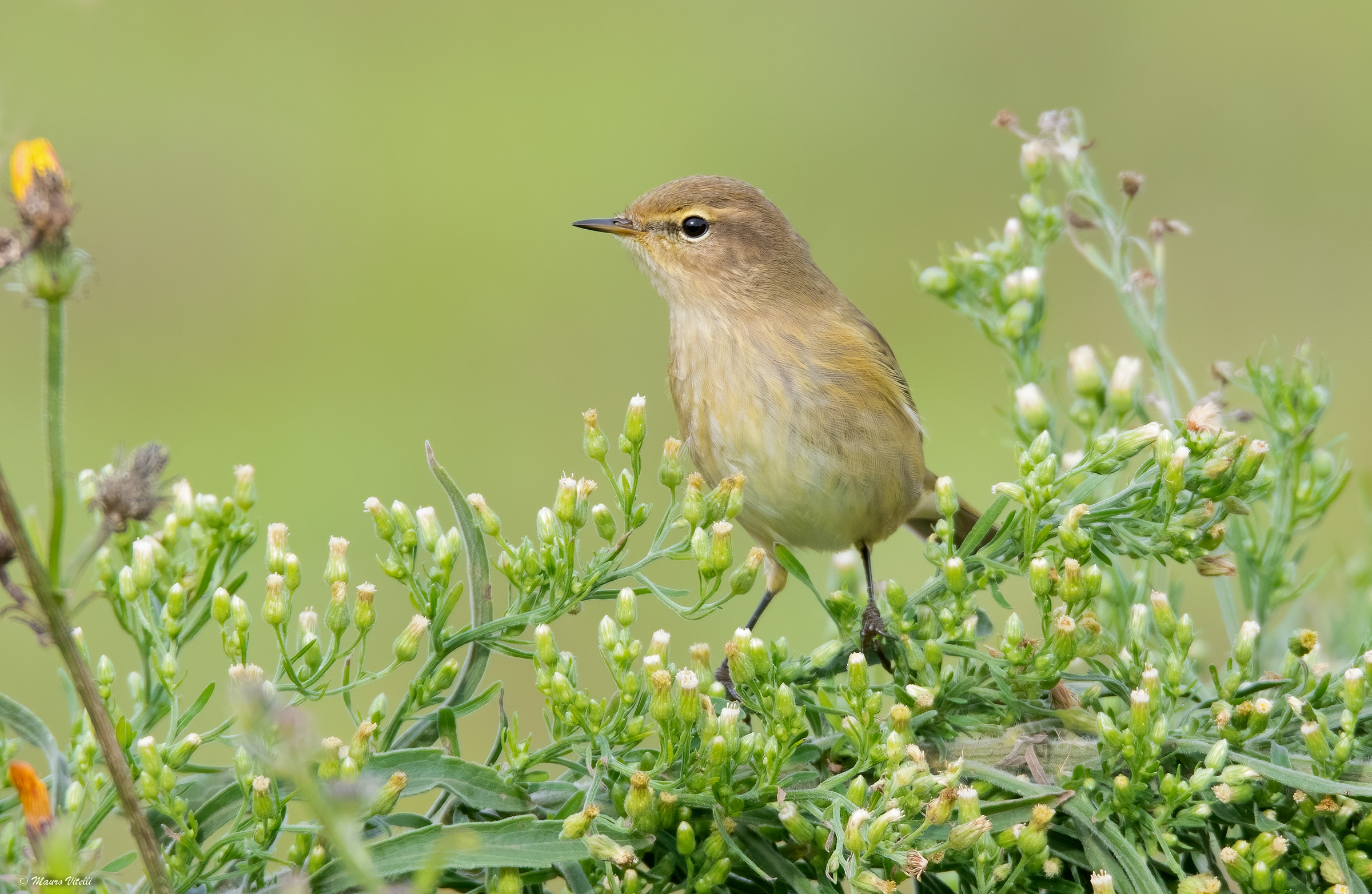 Little Warbler (Phylloscopus collybita)