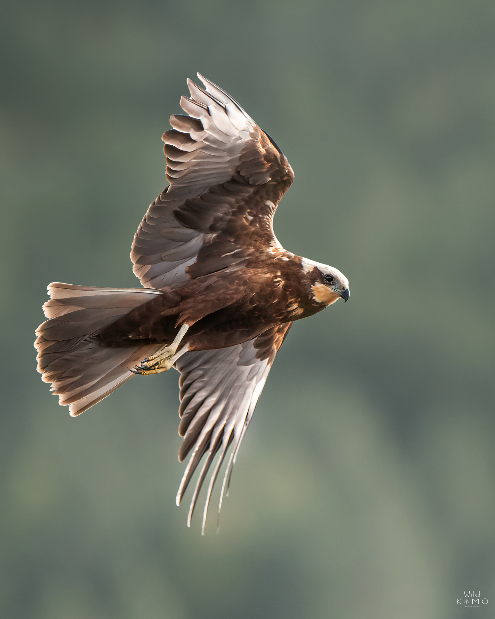 Falco di Palude Femmina