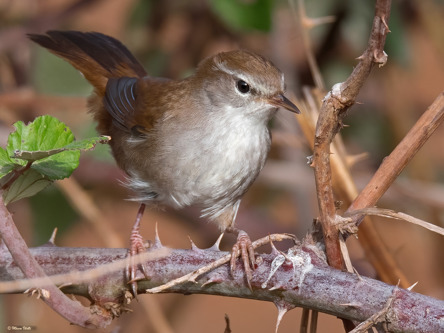 River Nightingale (Cettia cetti)