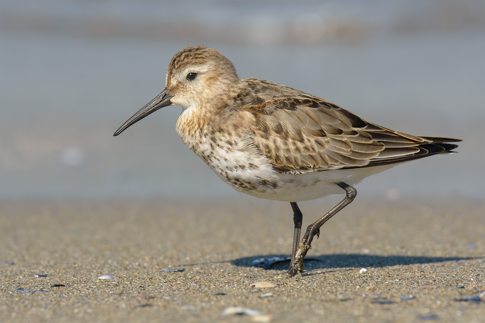 Piovanello pancianera - Marina di carrara