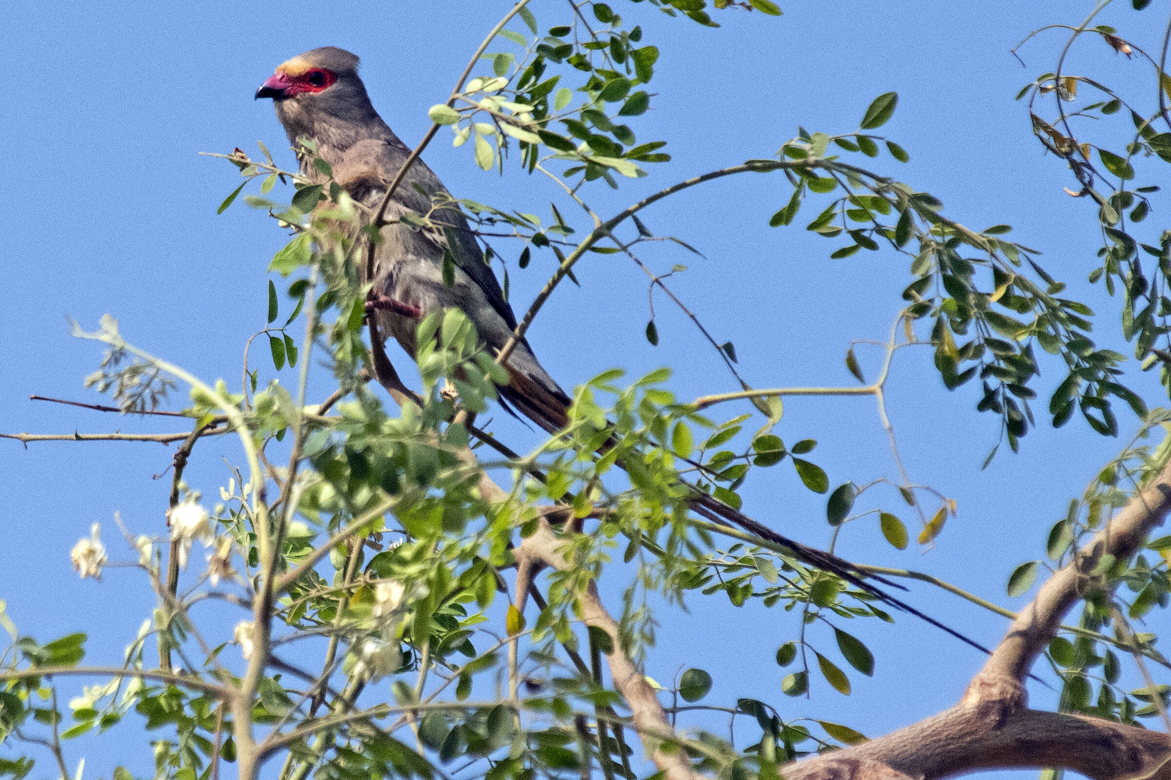 Uccello topo facciarossa - Lusaka - Zambia