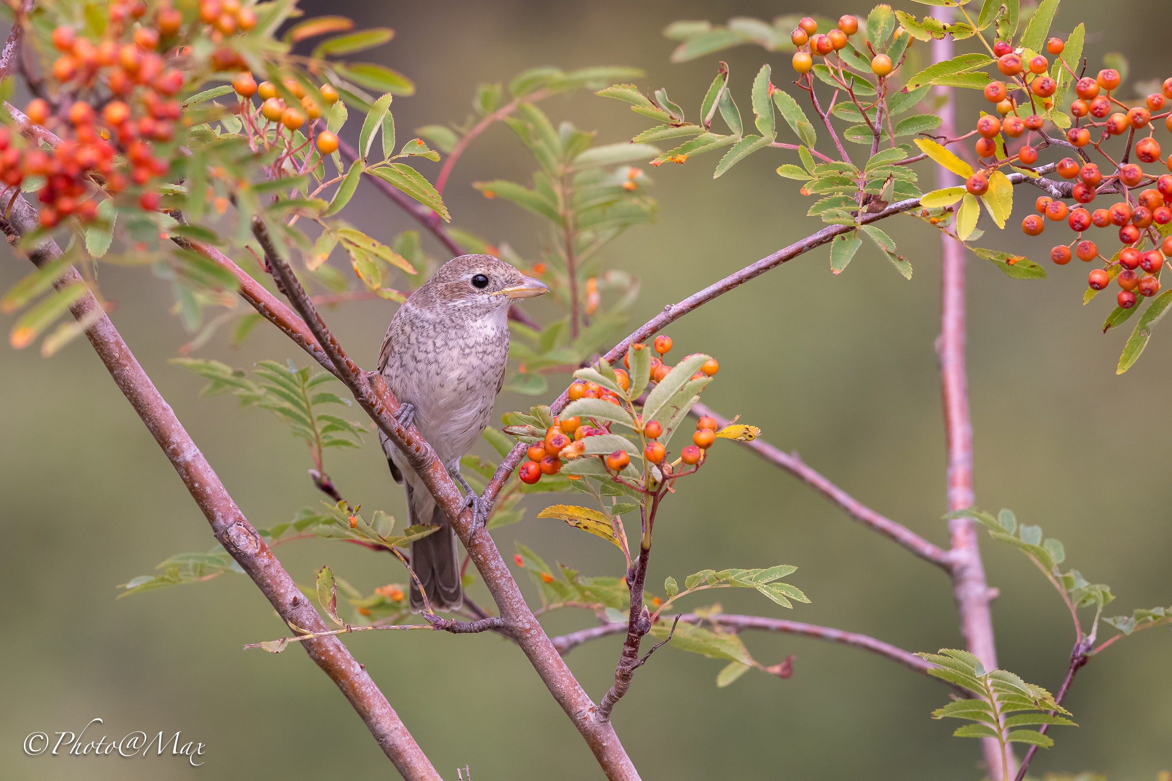 Red-backed shrike