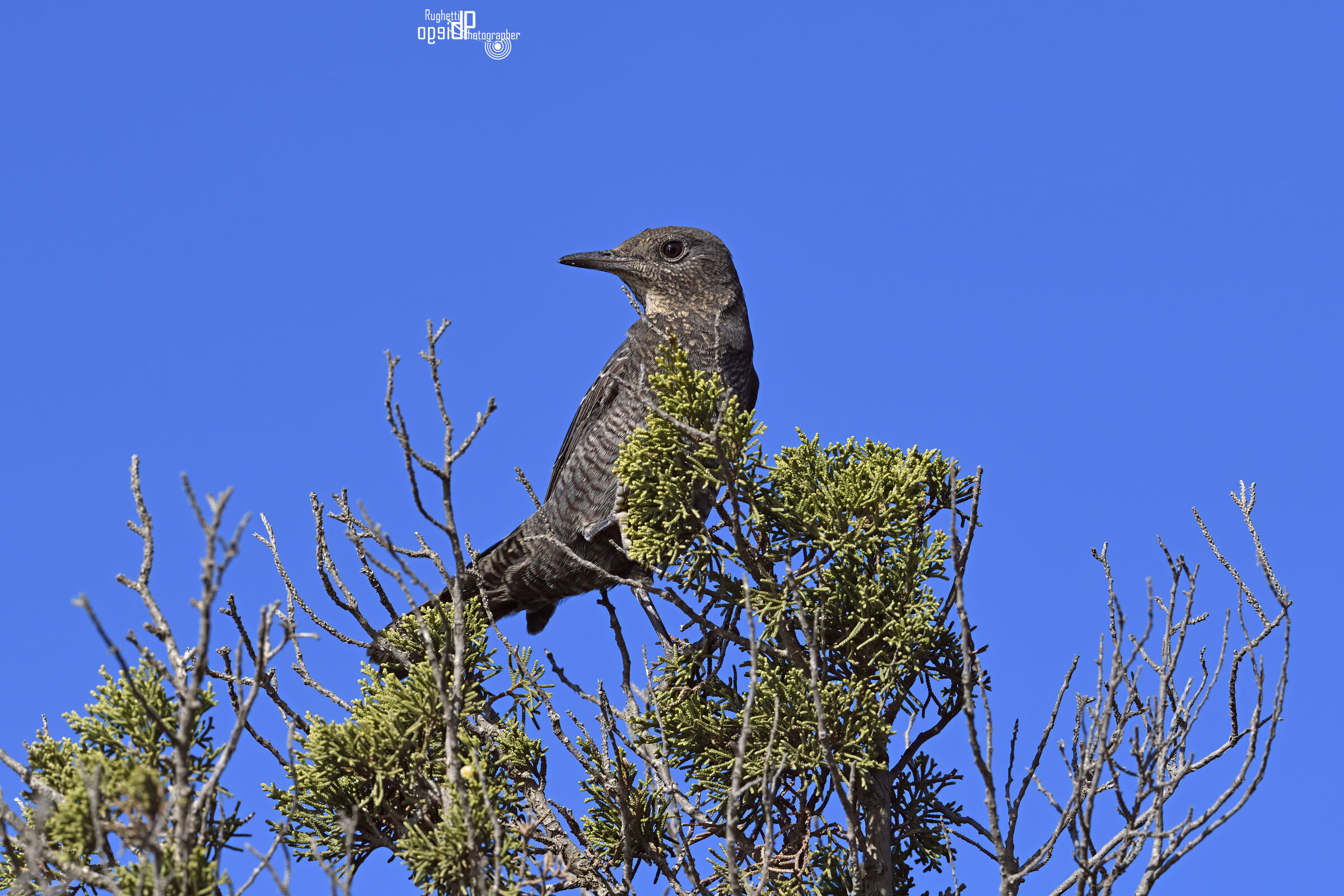 Blue rock thrush