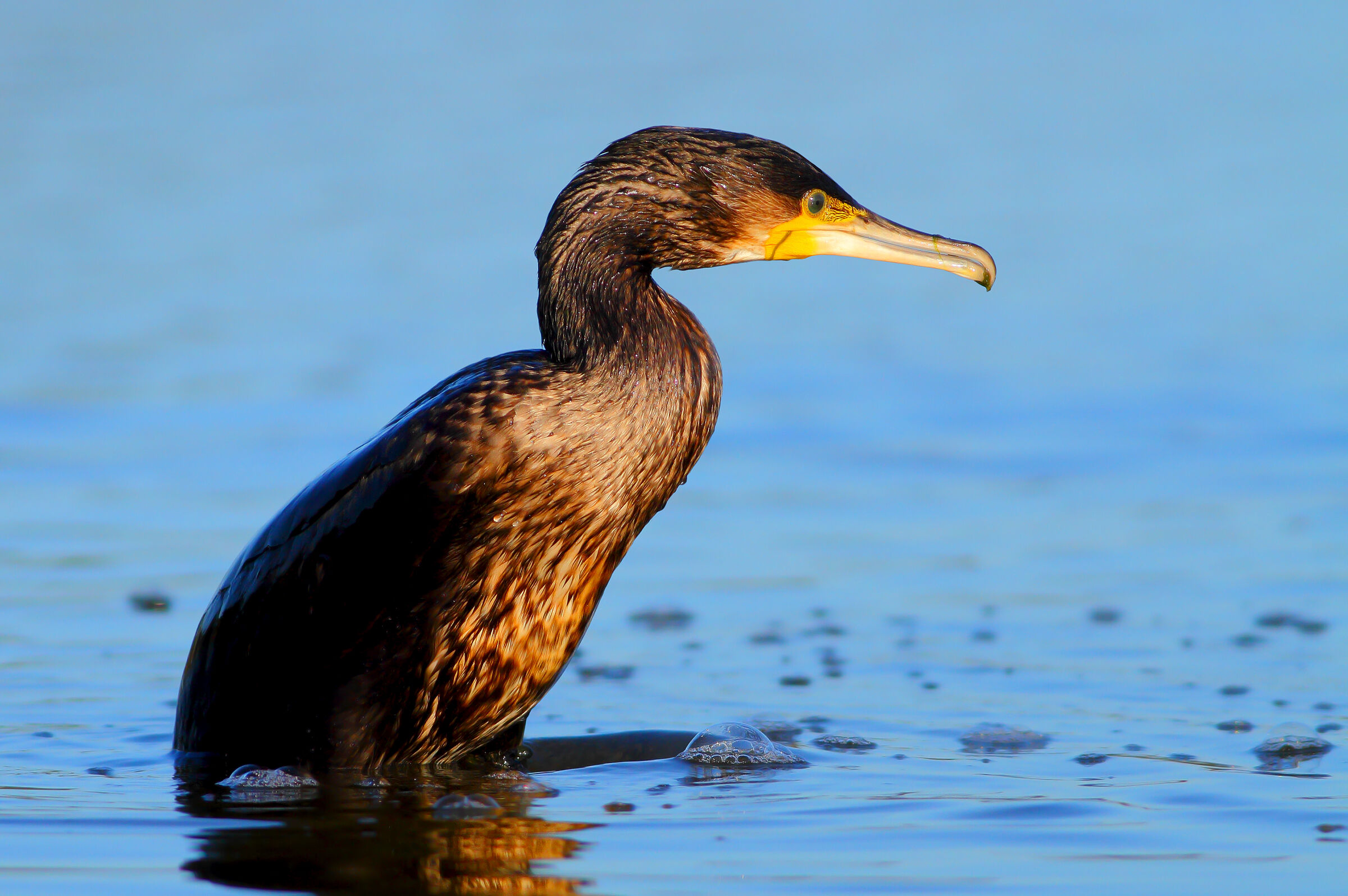 Cormorano