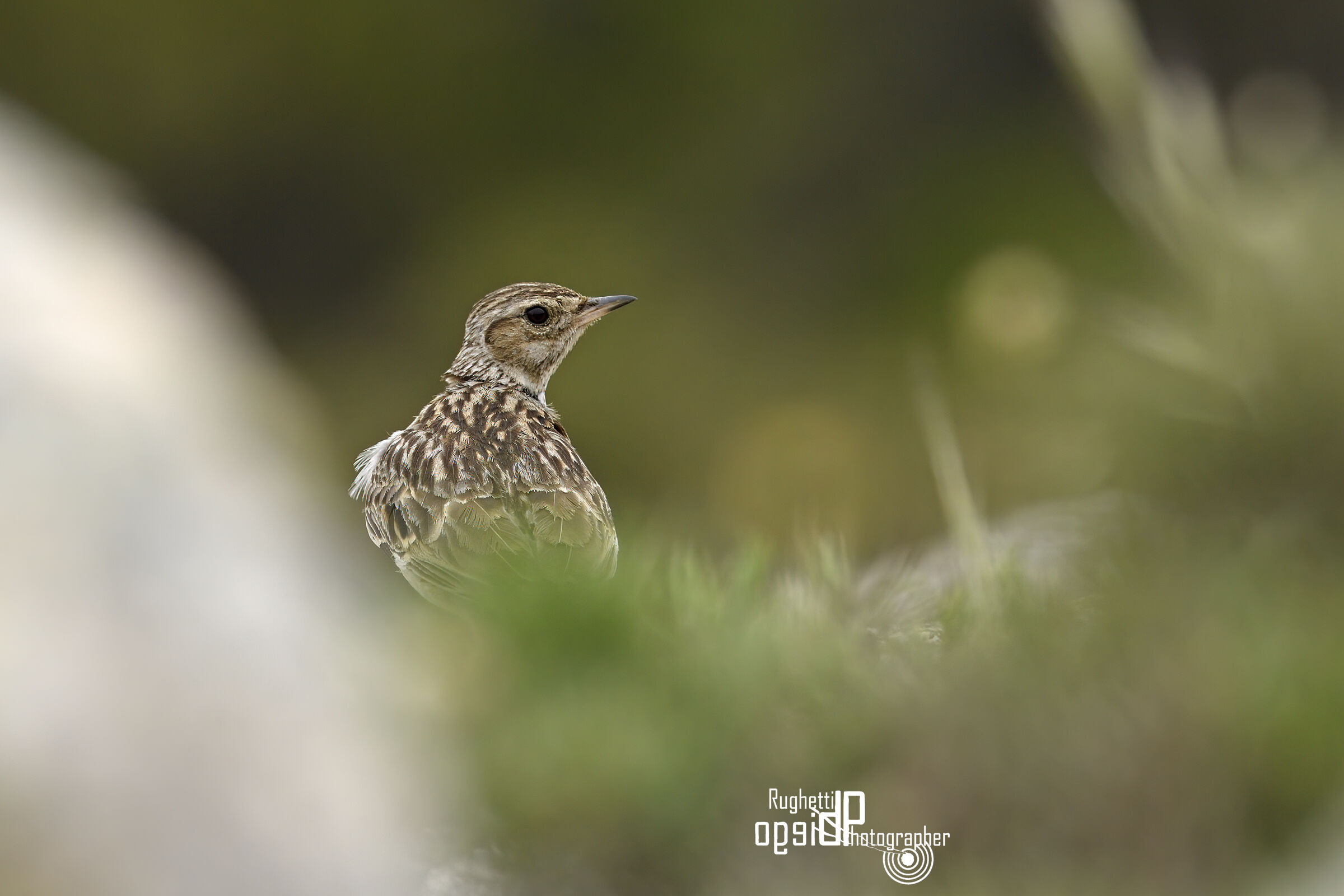 Woodlark