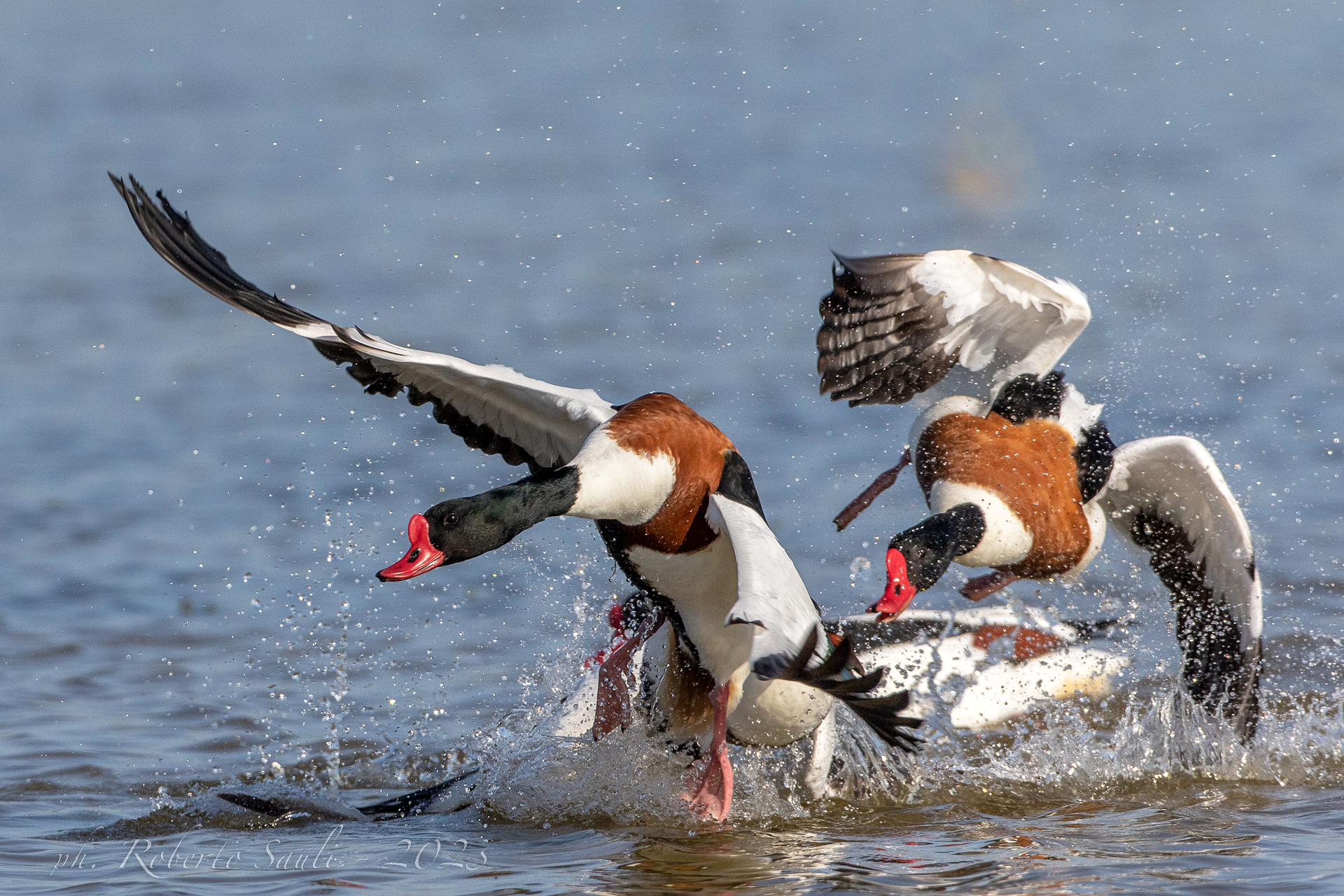 Volpoche litigiose (Tadorna tadorna)