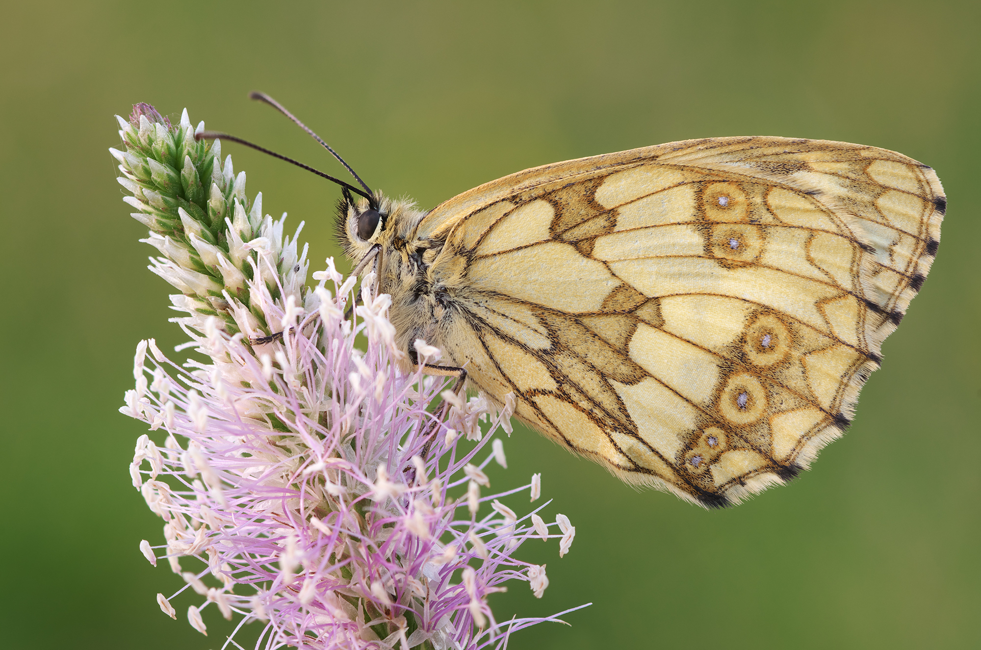 Galathea di Melanargia