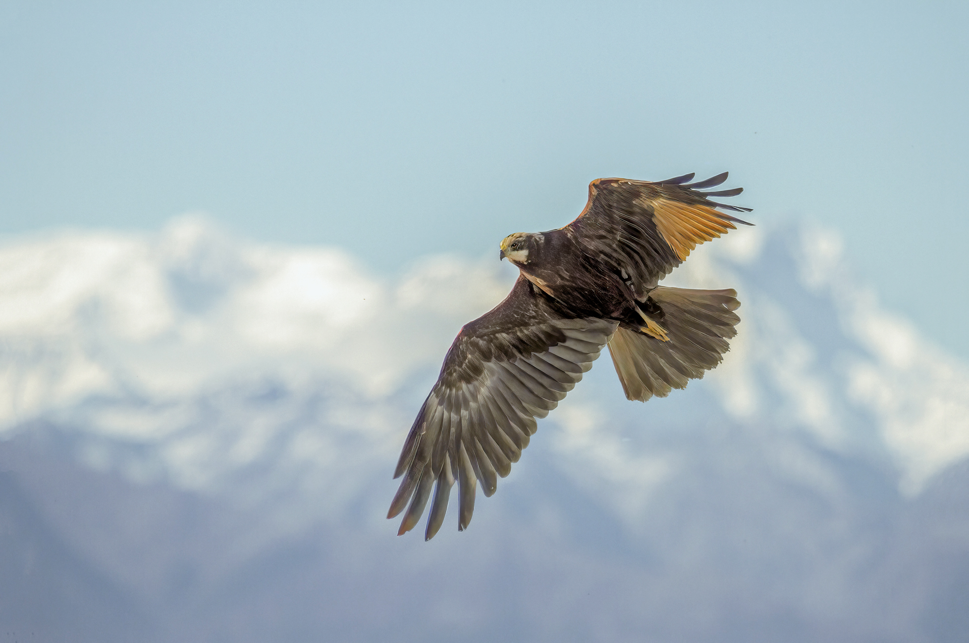 Marsh Harrier