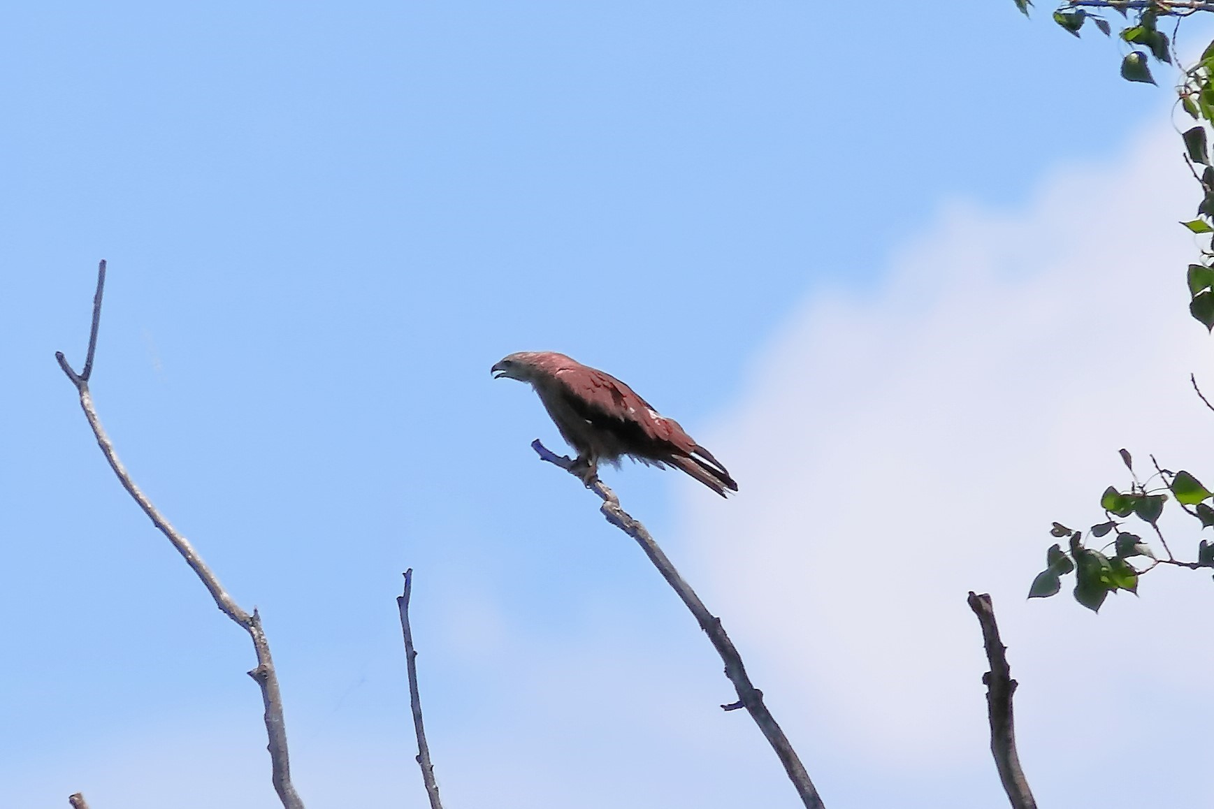 Black Kite 23-06-2023