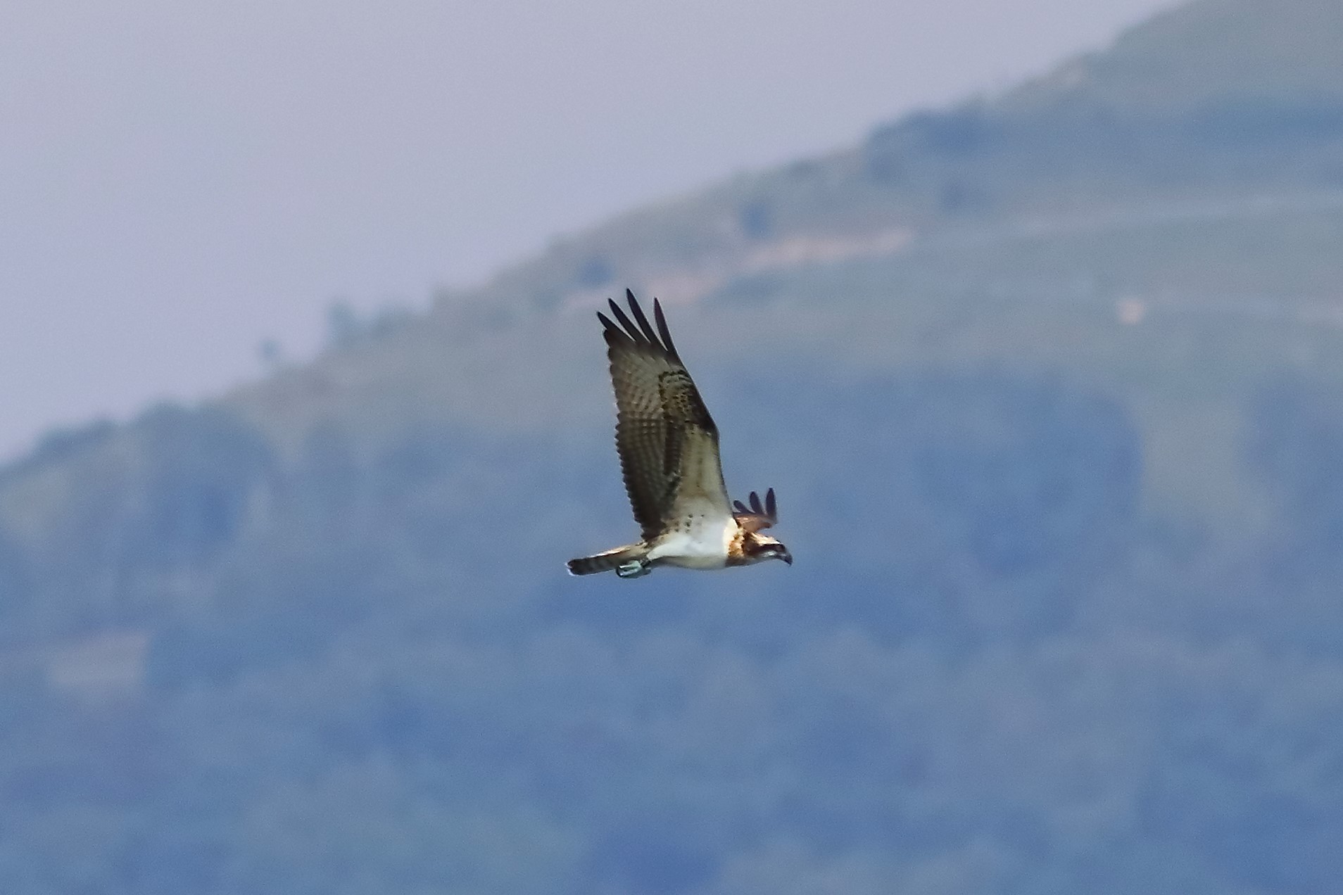 Osprey 04-09-2023