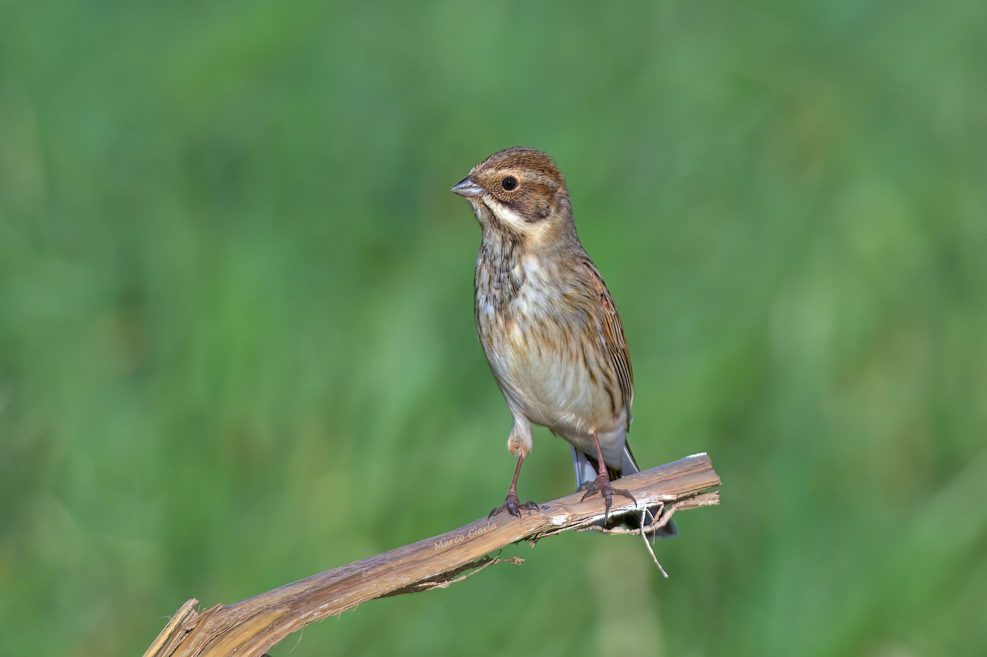 Marsh Warbler (Emberiza schoeniclus )
