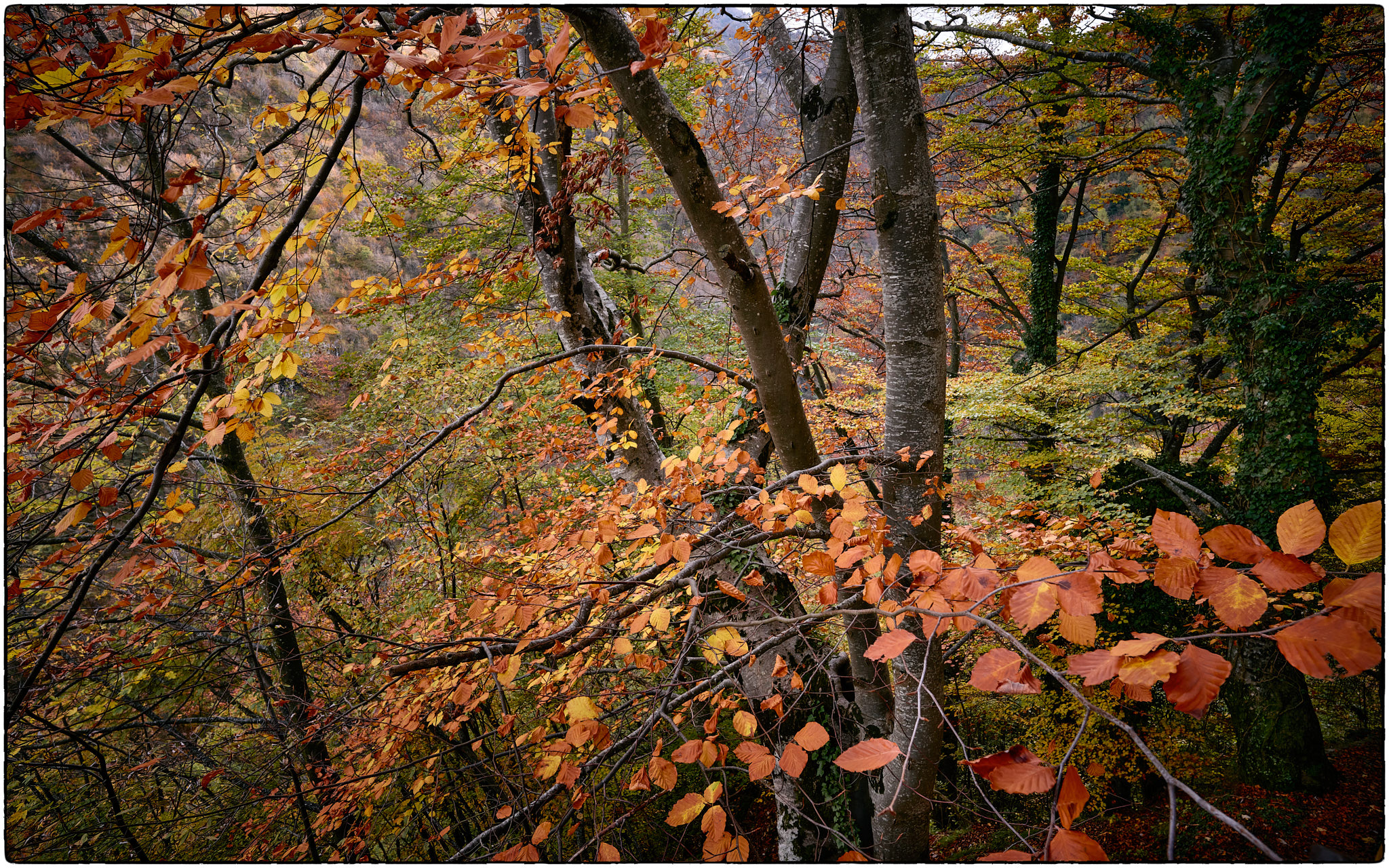 autumn palette in Degagna