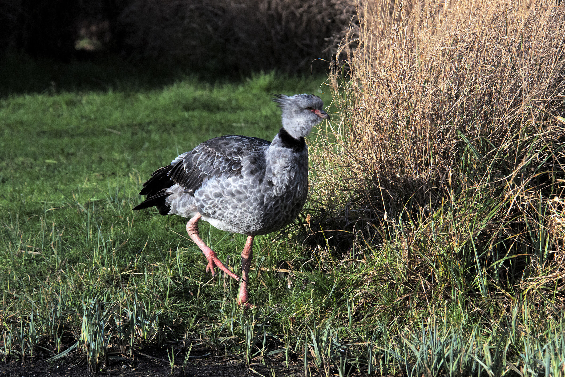 Kaimichi meridionale o crestato - Chauna torquata