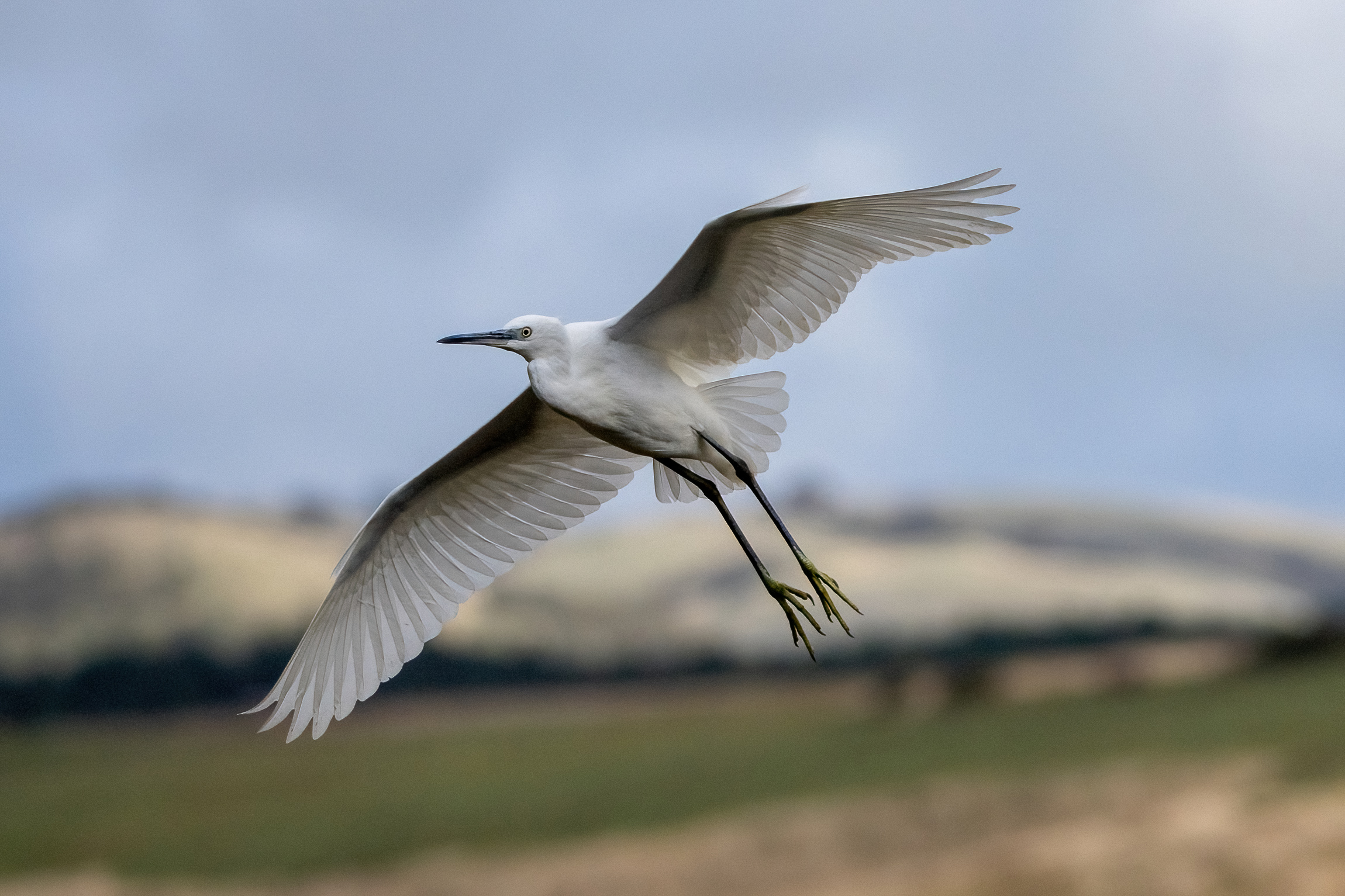 Garzetta egretta