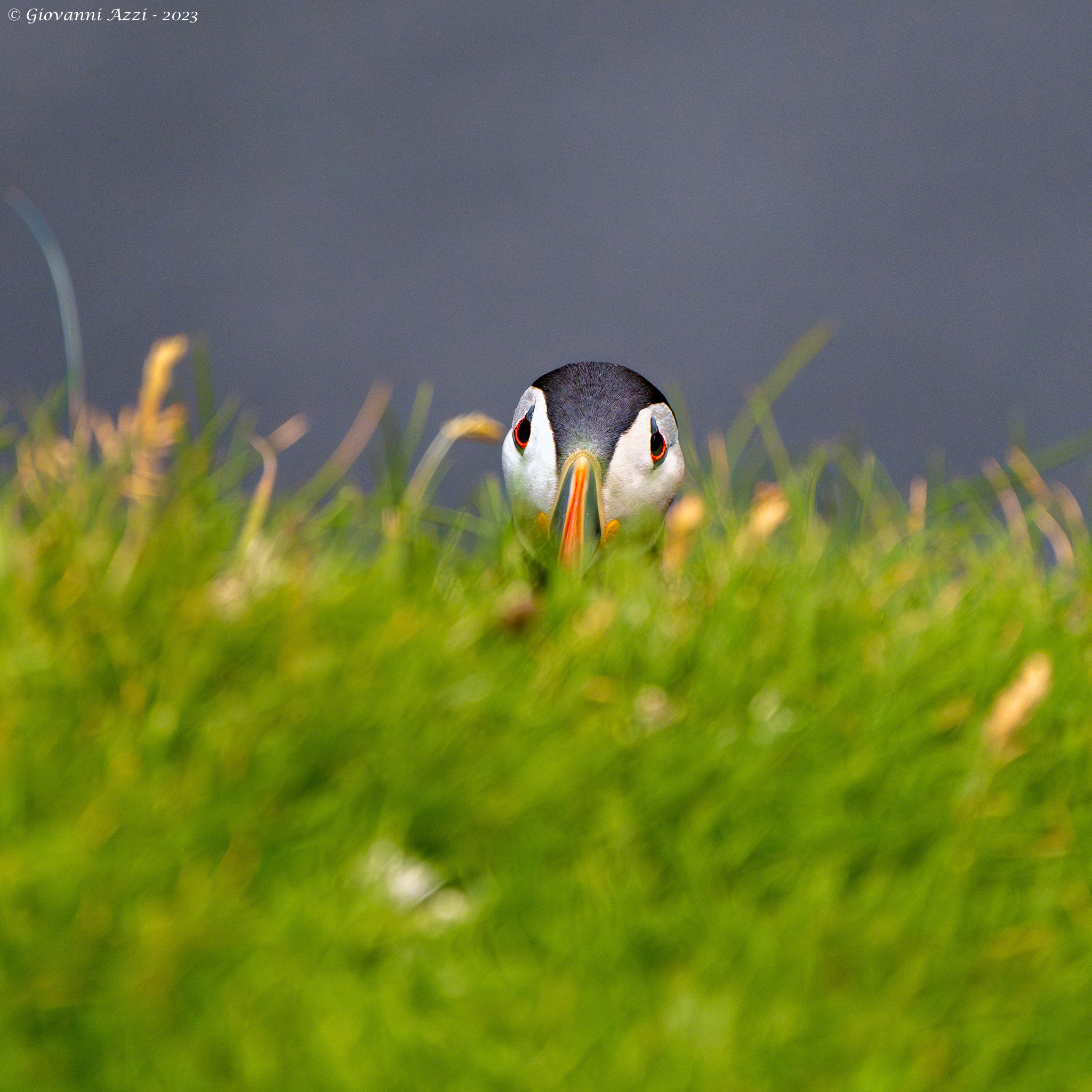 Shy Puffin