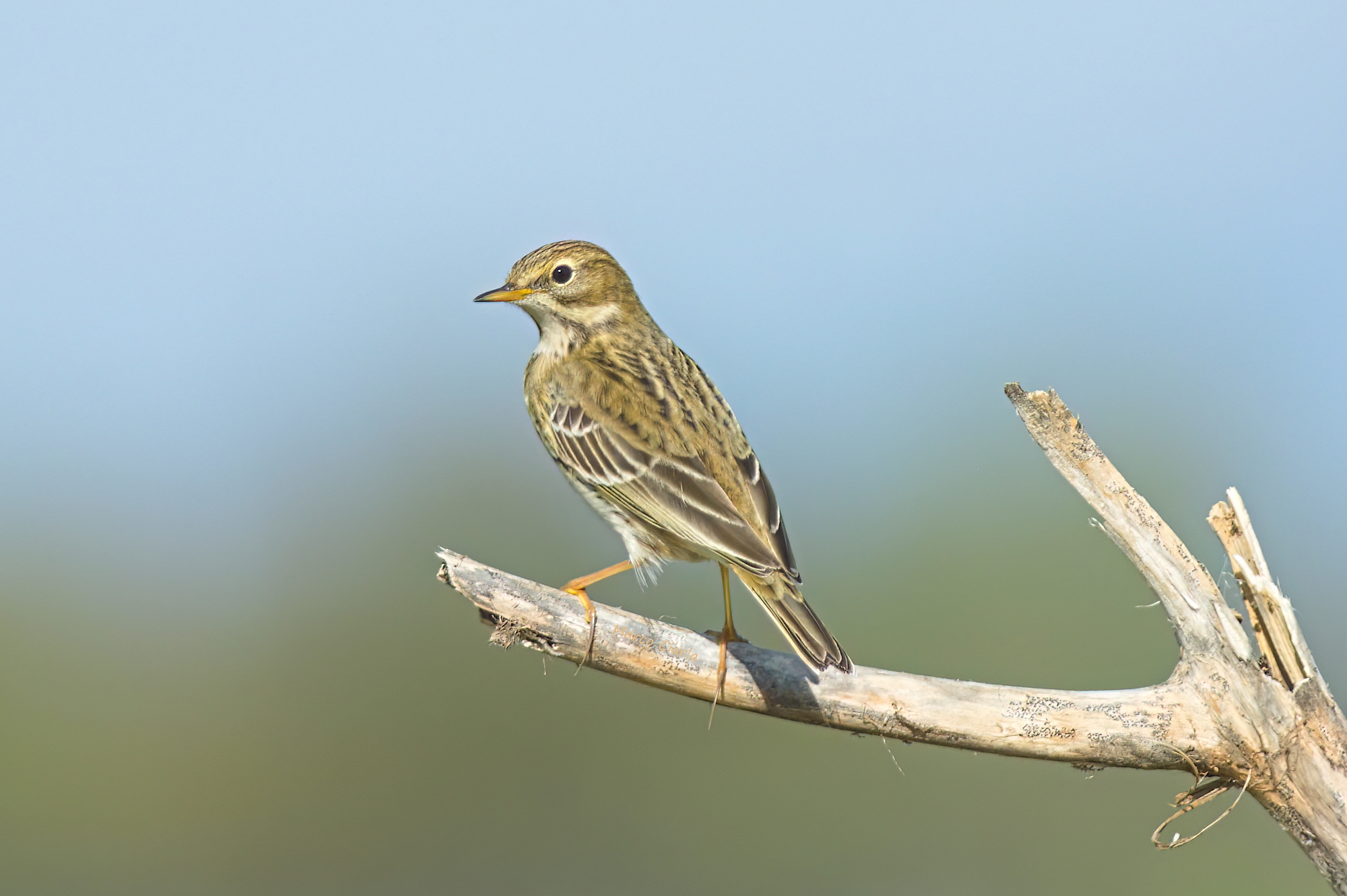 Pipit (Anthus pratensis)